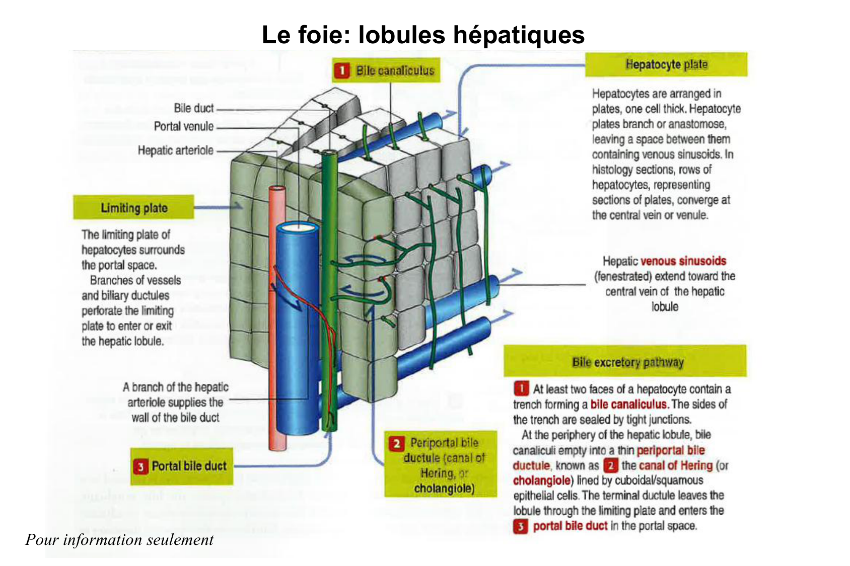 Histophysiologie digestive page 66