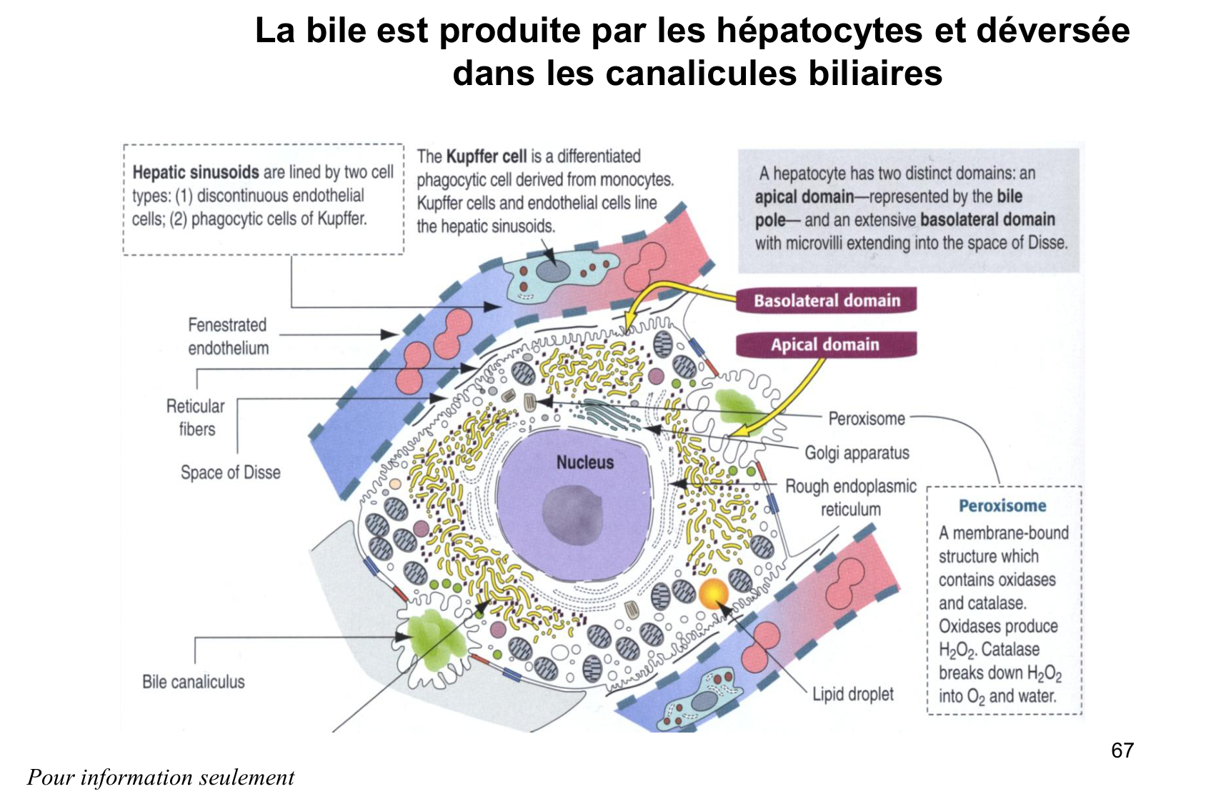 Histophysiologie digestive page 67