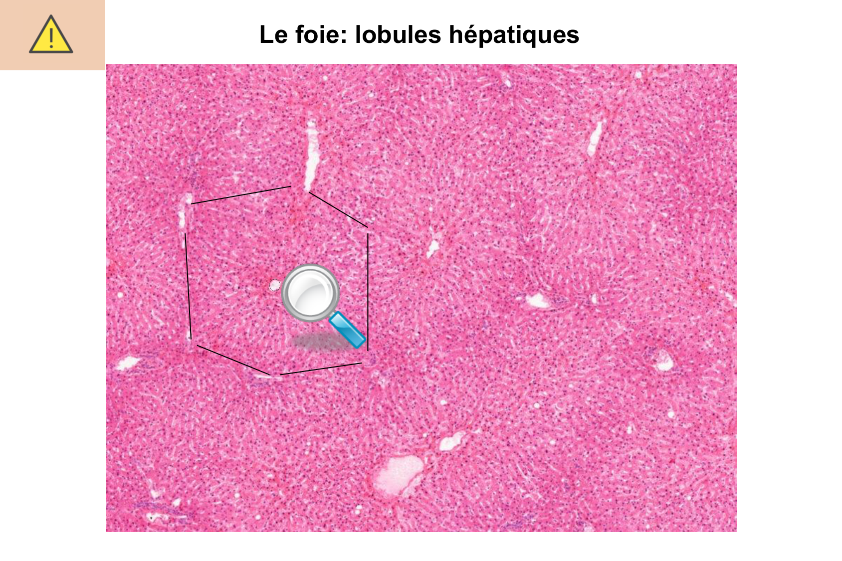 Histophysiologie digestive page 68