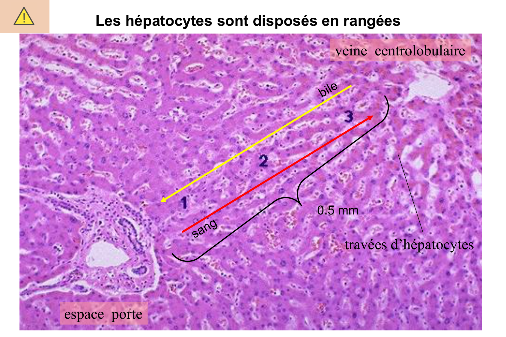 Histophysiologie digestive page 69