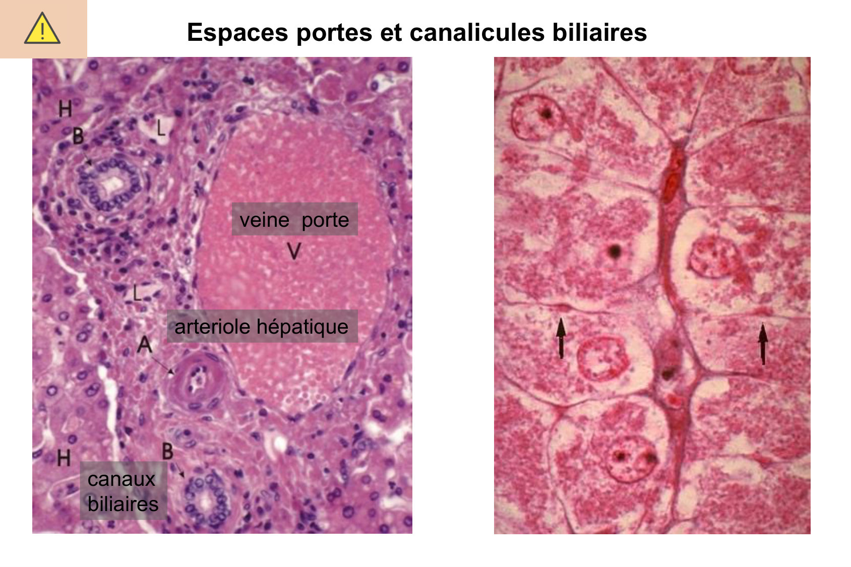 Histophysiologie digestive page 70