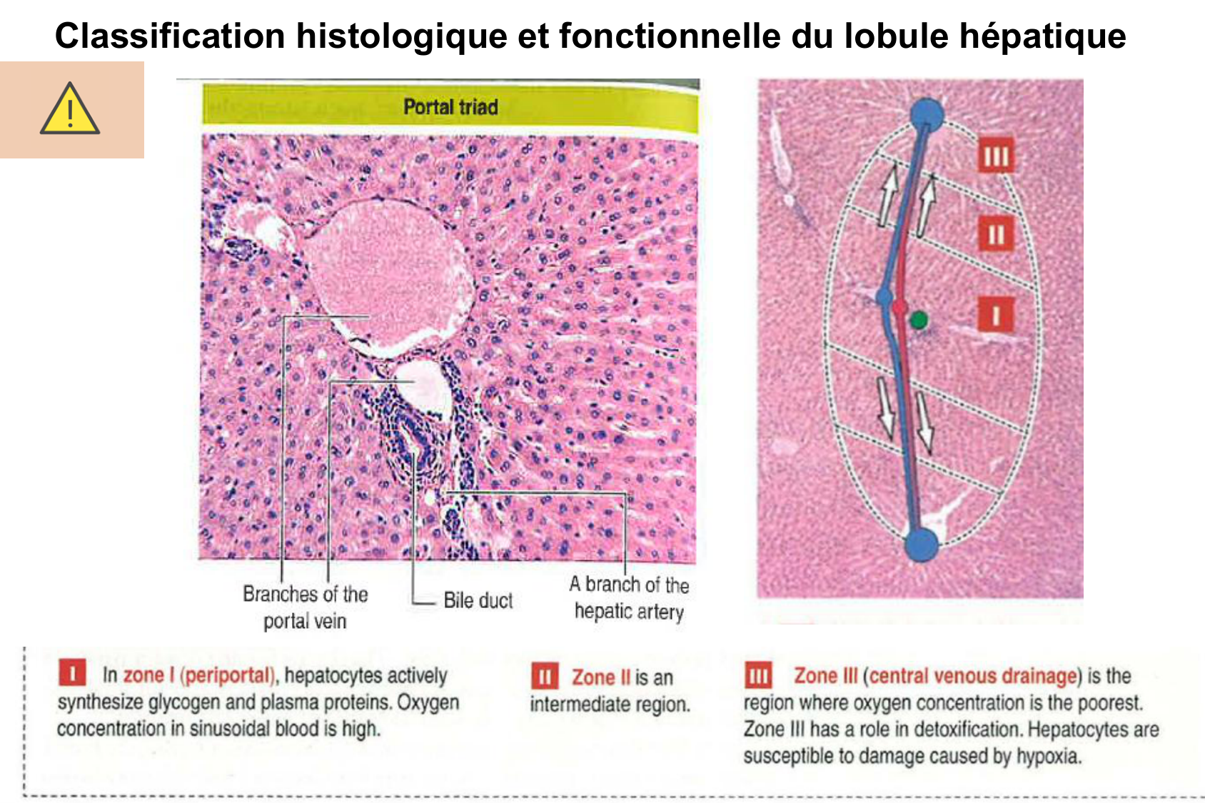 Histophysiologie digestive page 71