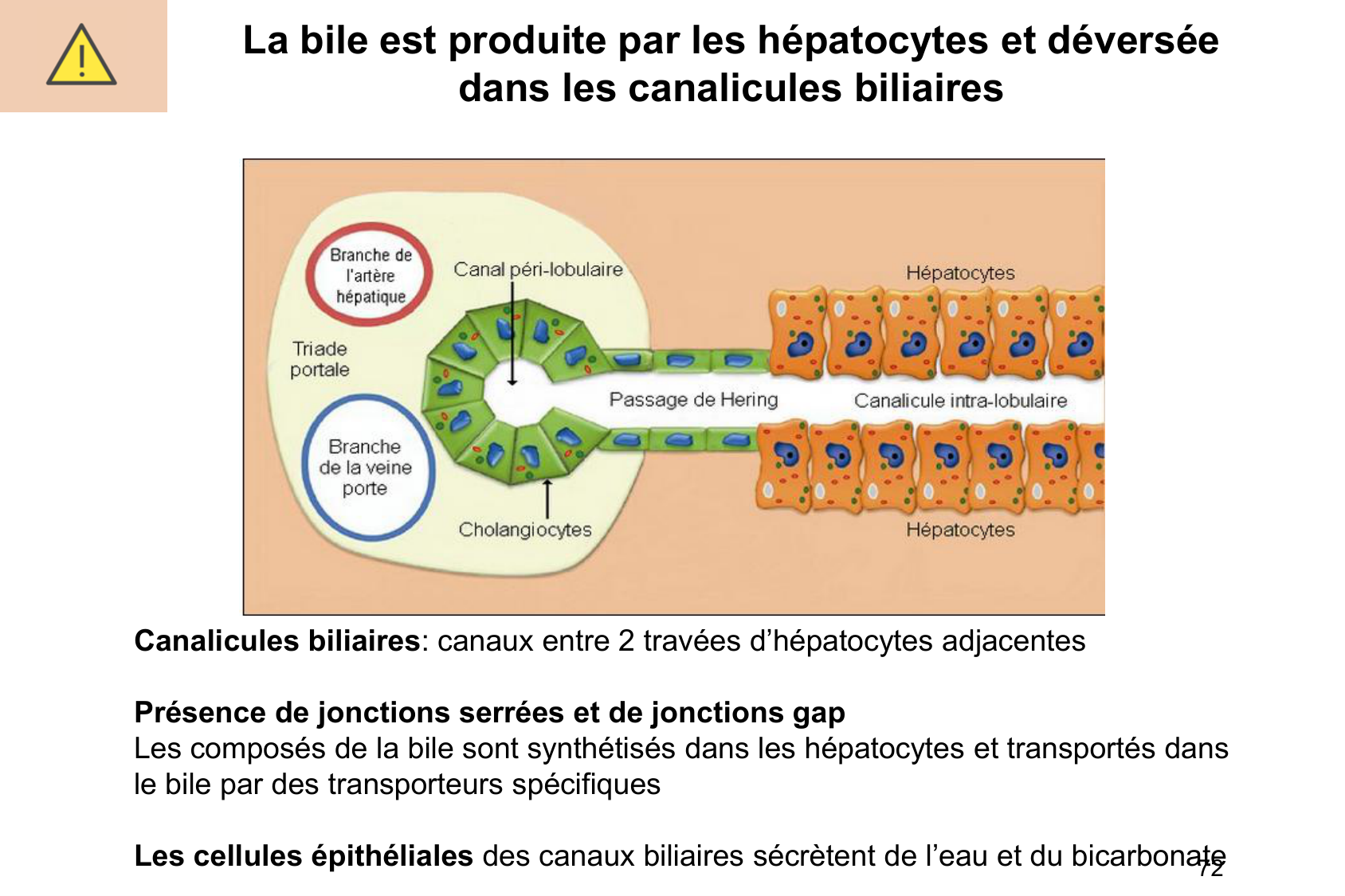 Histophysiologie digestive page 72