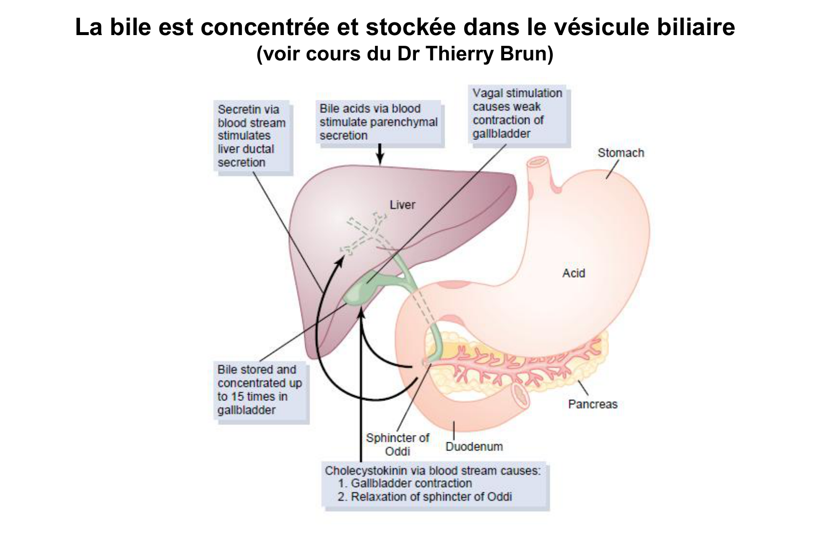 Histophysiologie digestive page 73