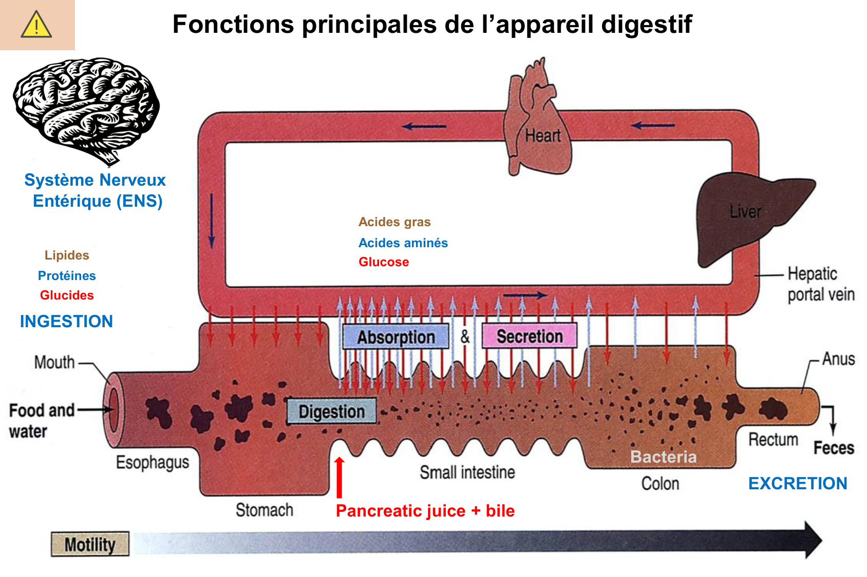Histophysiologie digestive page 74
