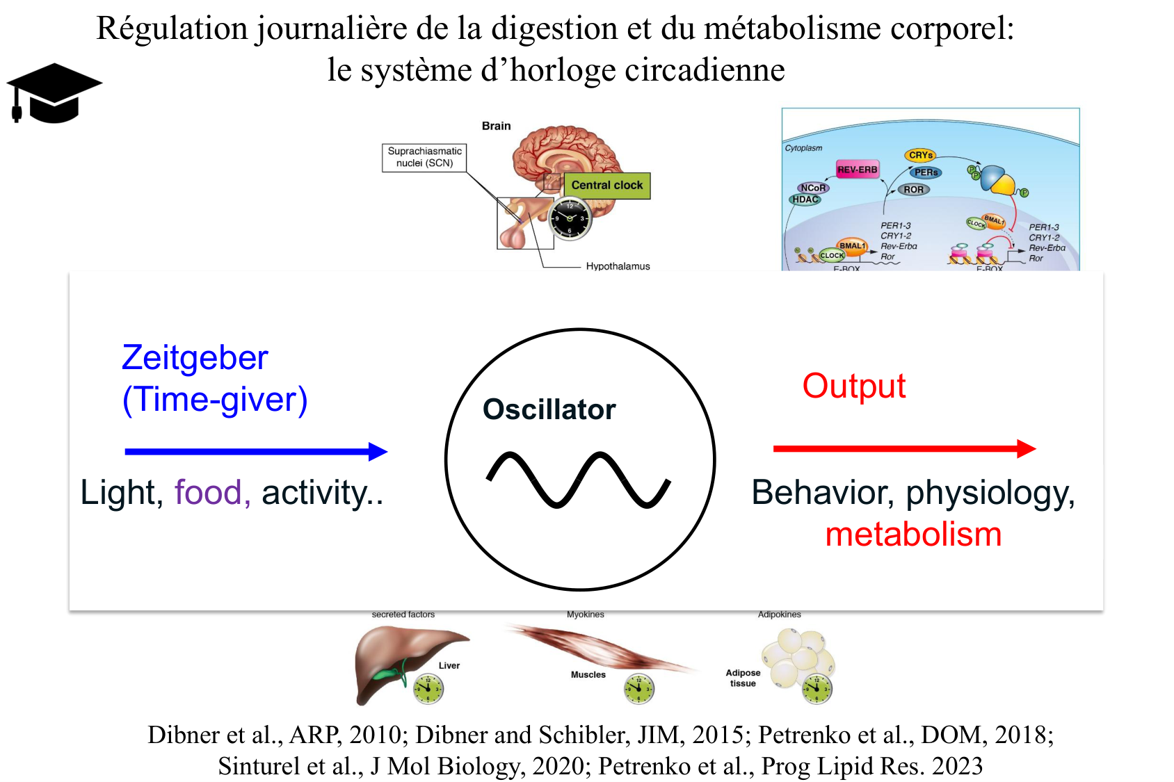 Histophysiologie digestive page 75
