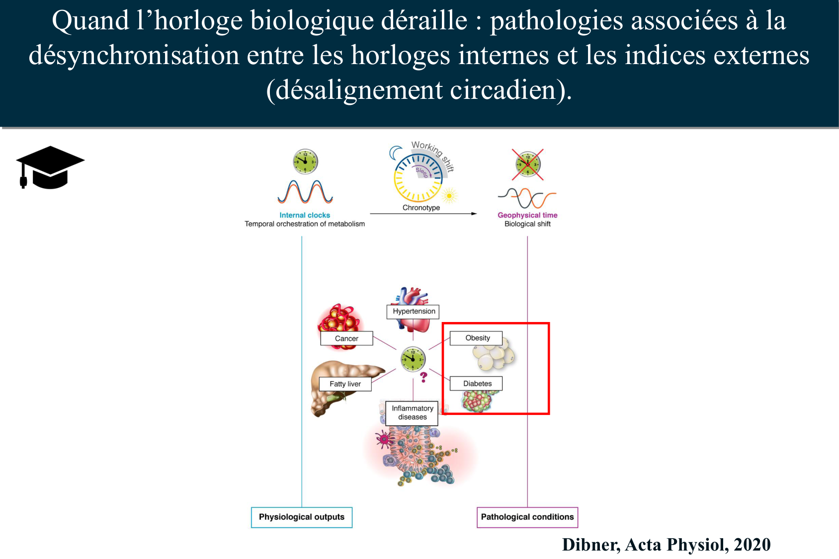 Histophysiologie digestive page 76