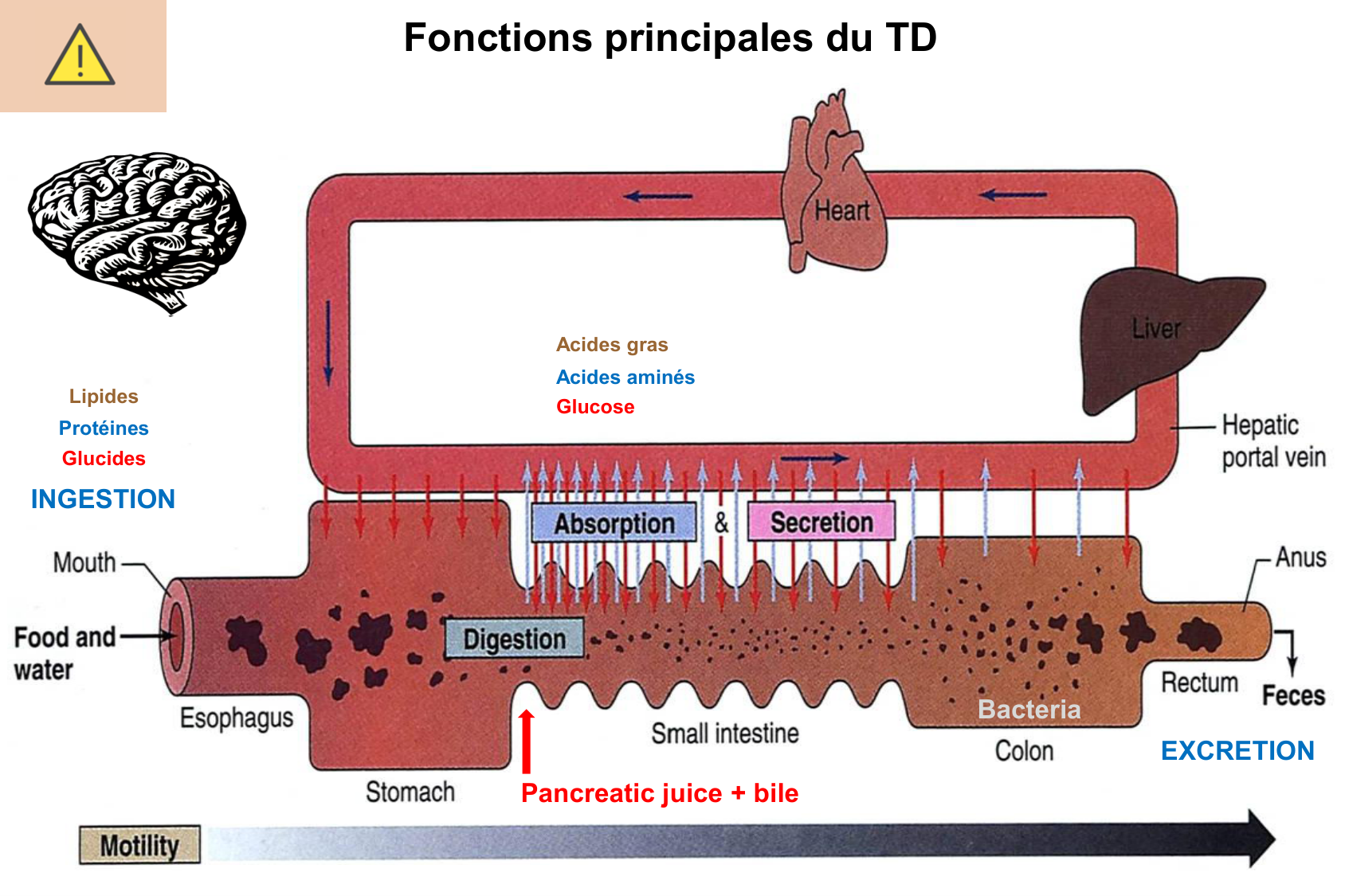 Motilité, transport et flore page 4
