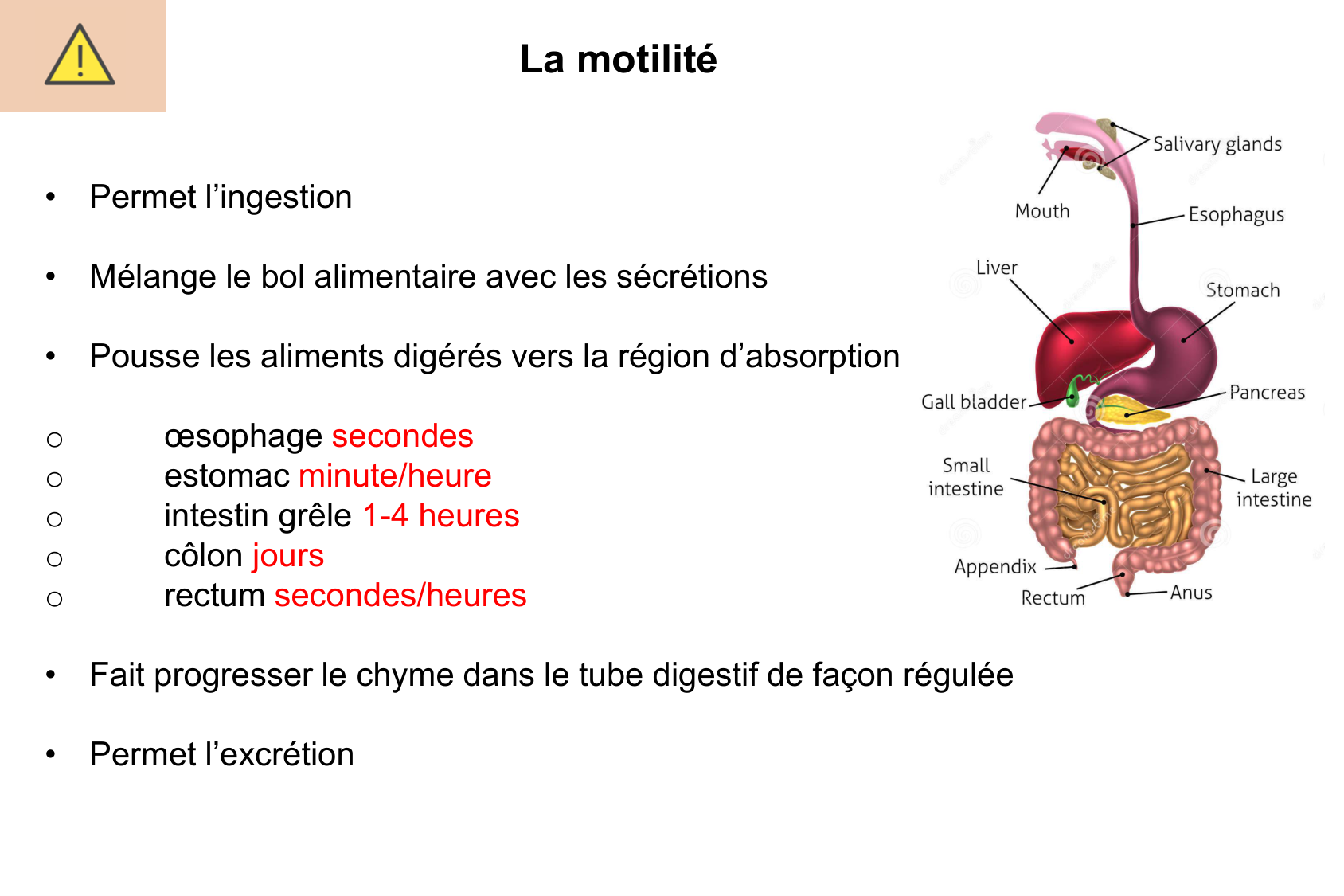 Motilité, transport et flore page 7