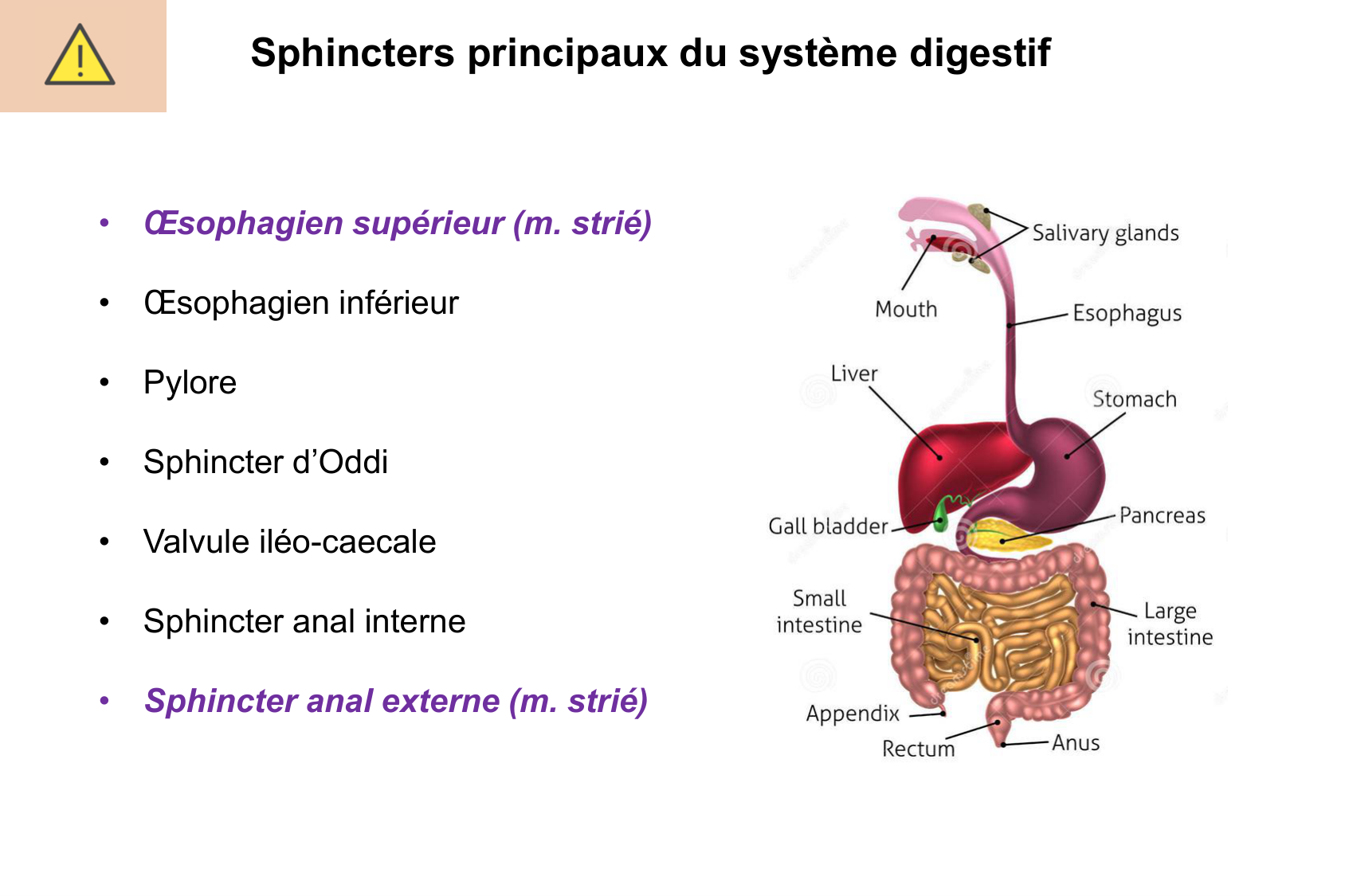Motilité, transport et flore page 9