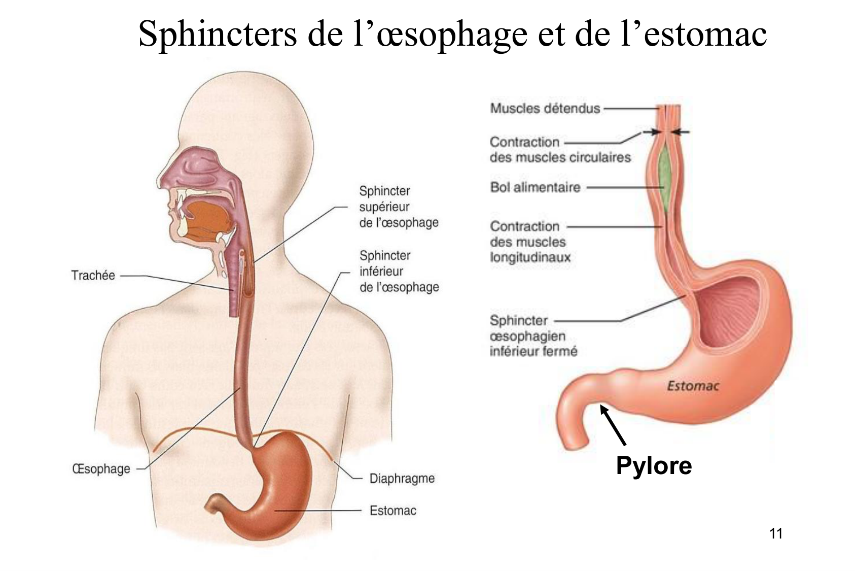 Motilité, transport et flore page 11