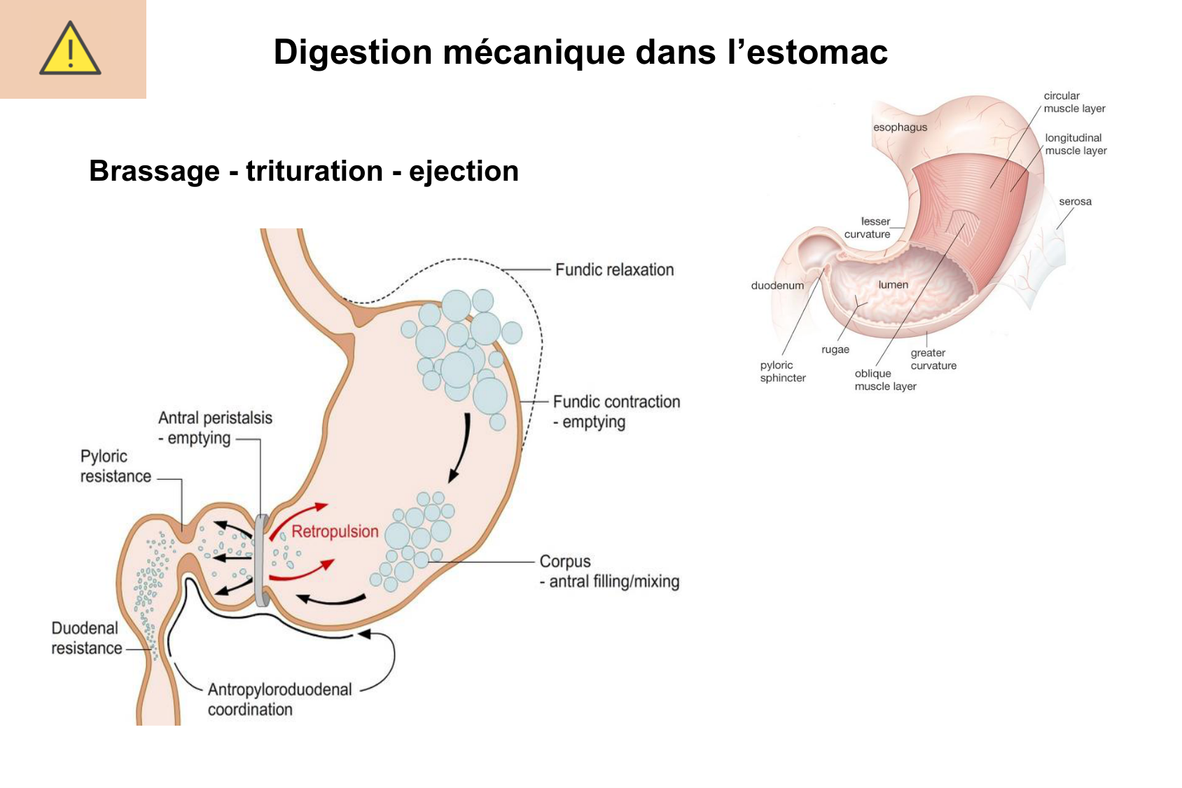 Motilité, transport et flore page 14