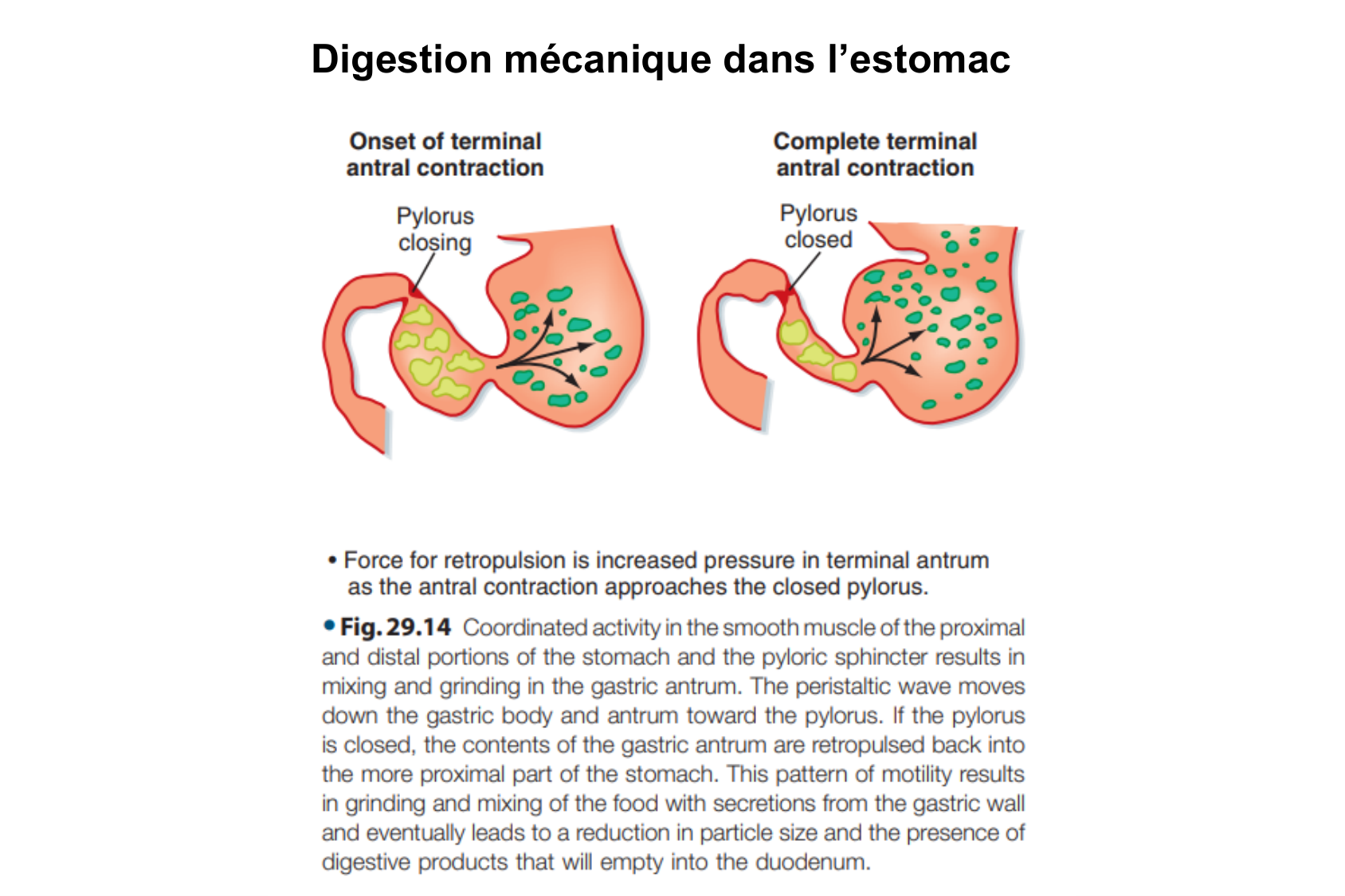 Motilité, transport et flore page 15