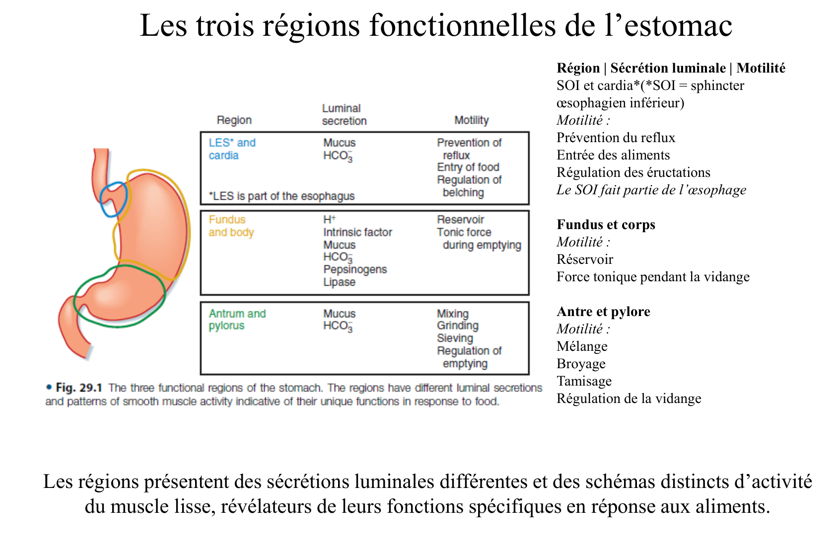Motilité, transport et flore page 16
