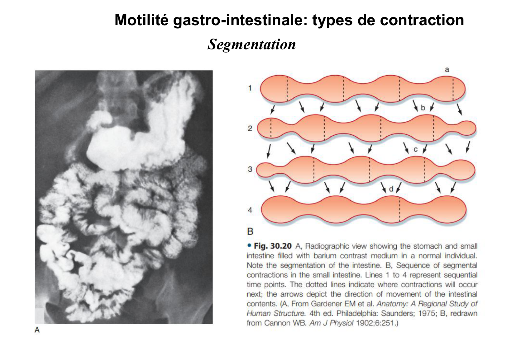 Motilité, transport et flore page 17