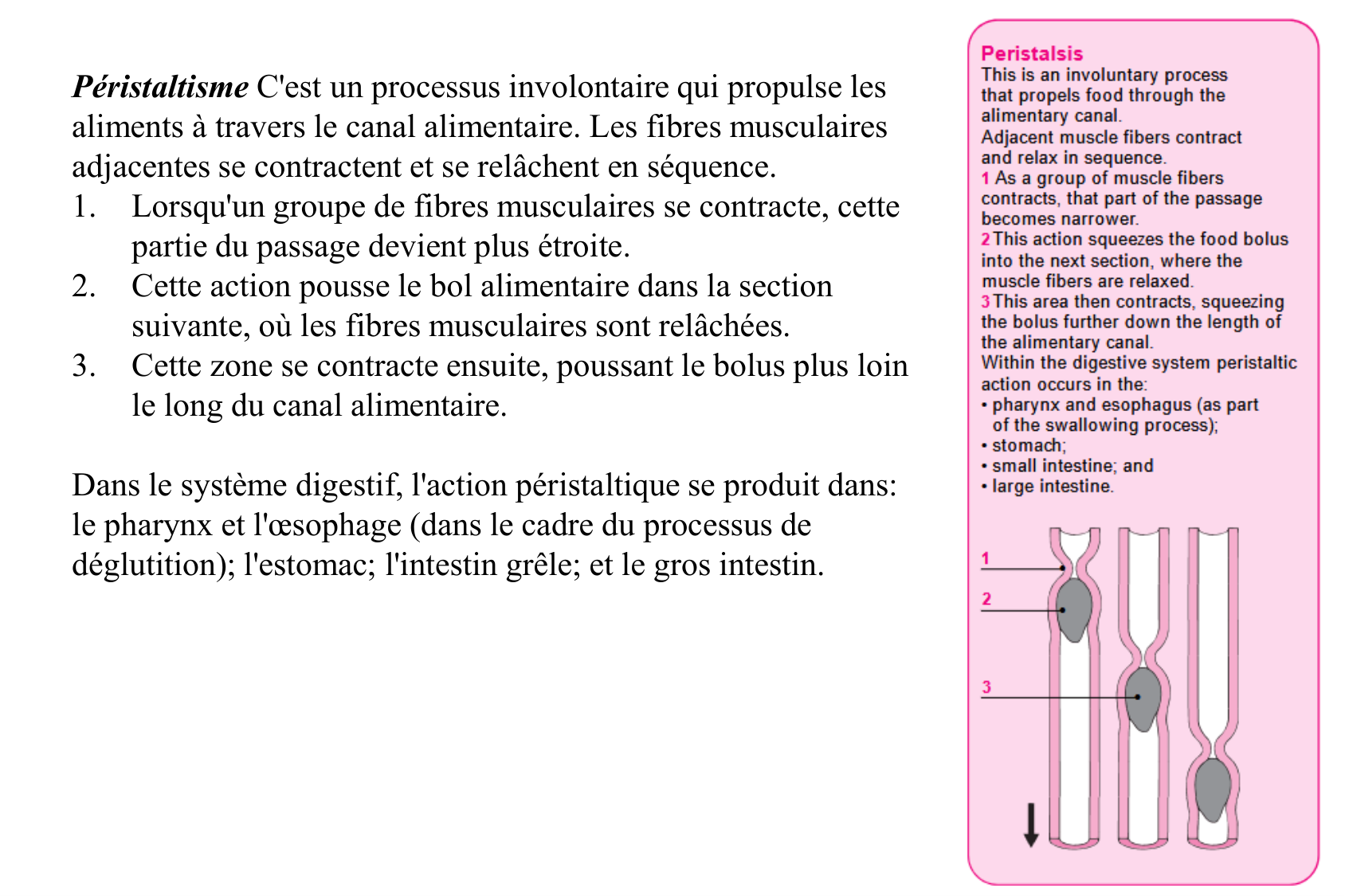 Motilité, transport et flore page 19