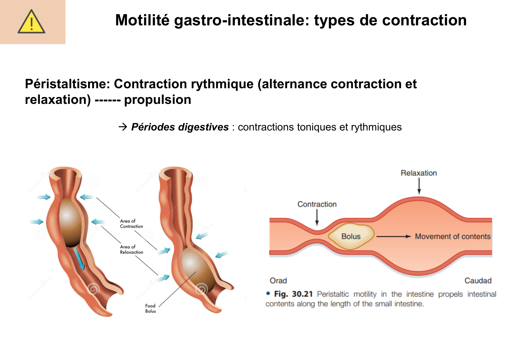 Motilité, transport et flore page 20