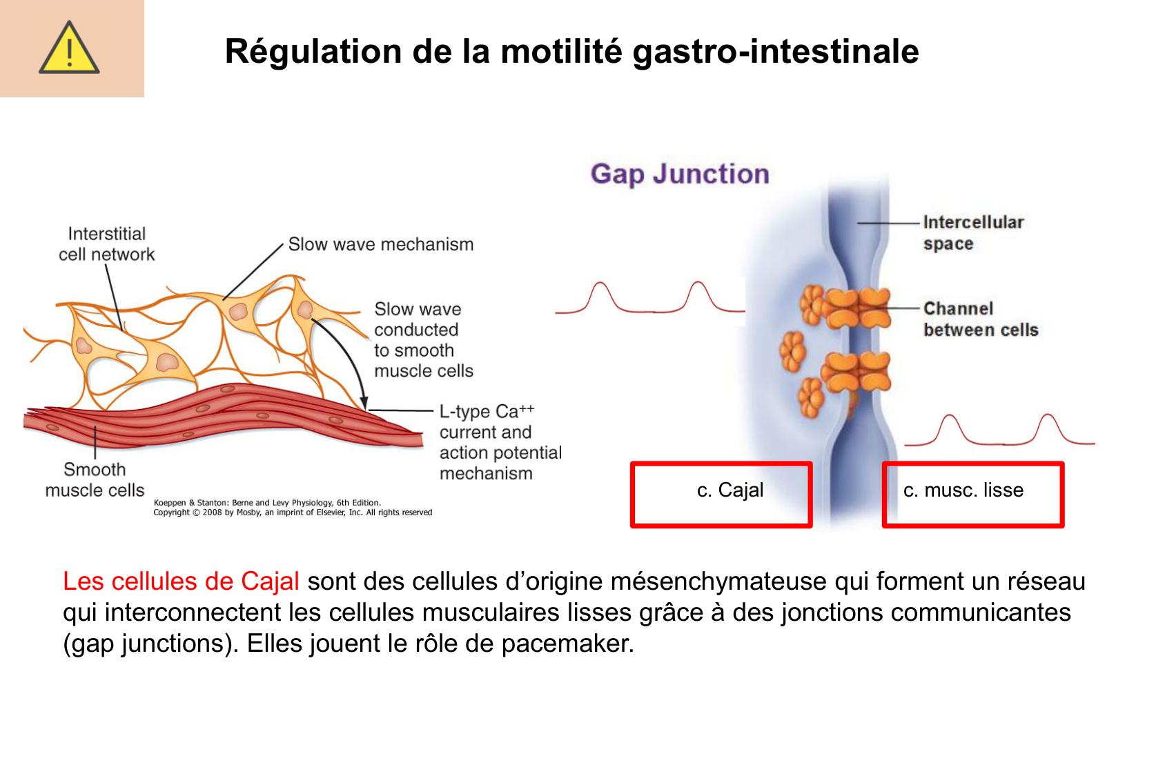 Motilité, transport et flore page 23