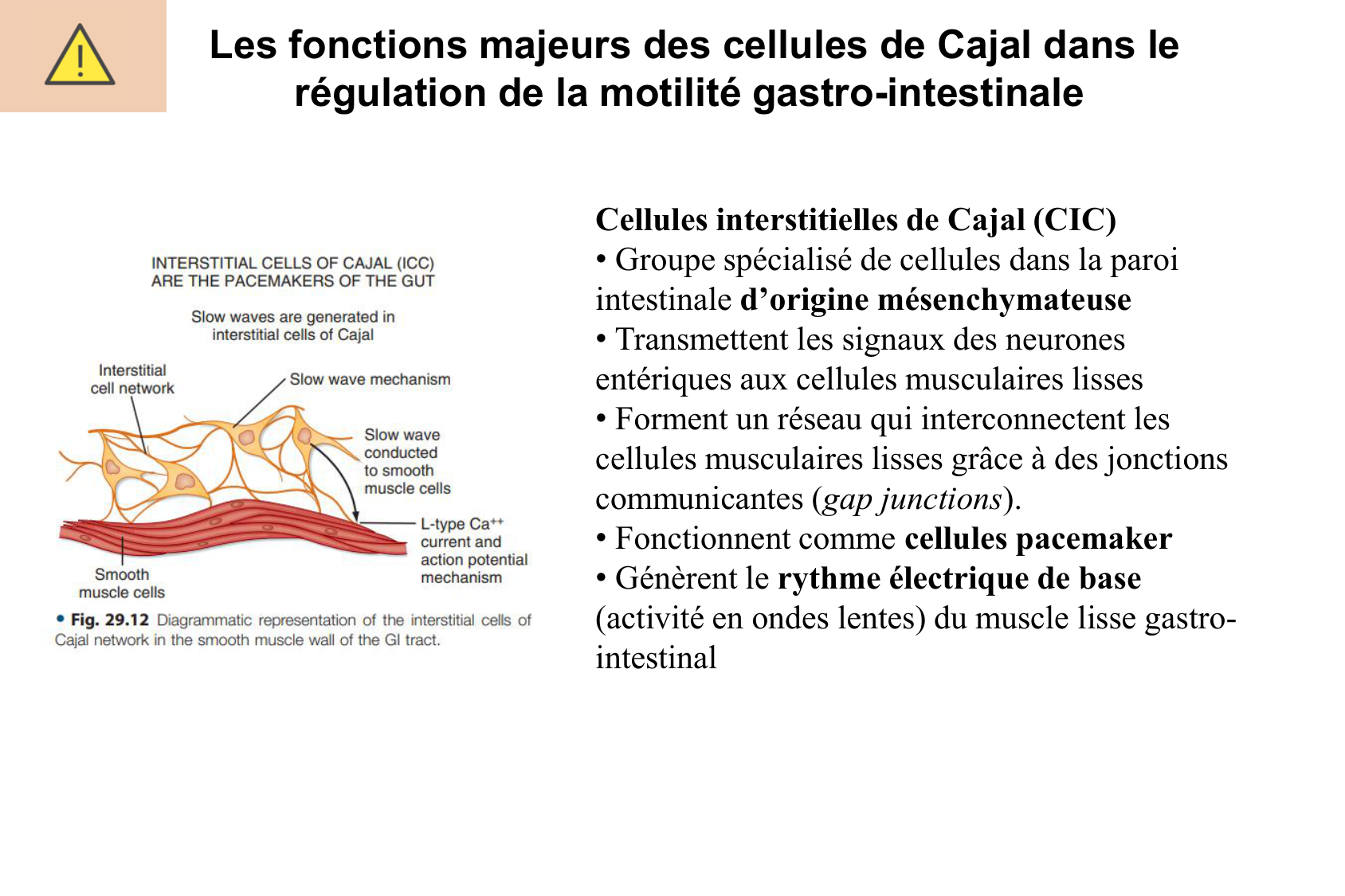 Motilité, transport et flore page 26