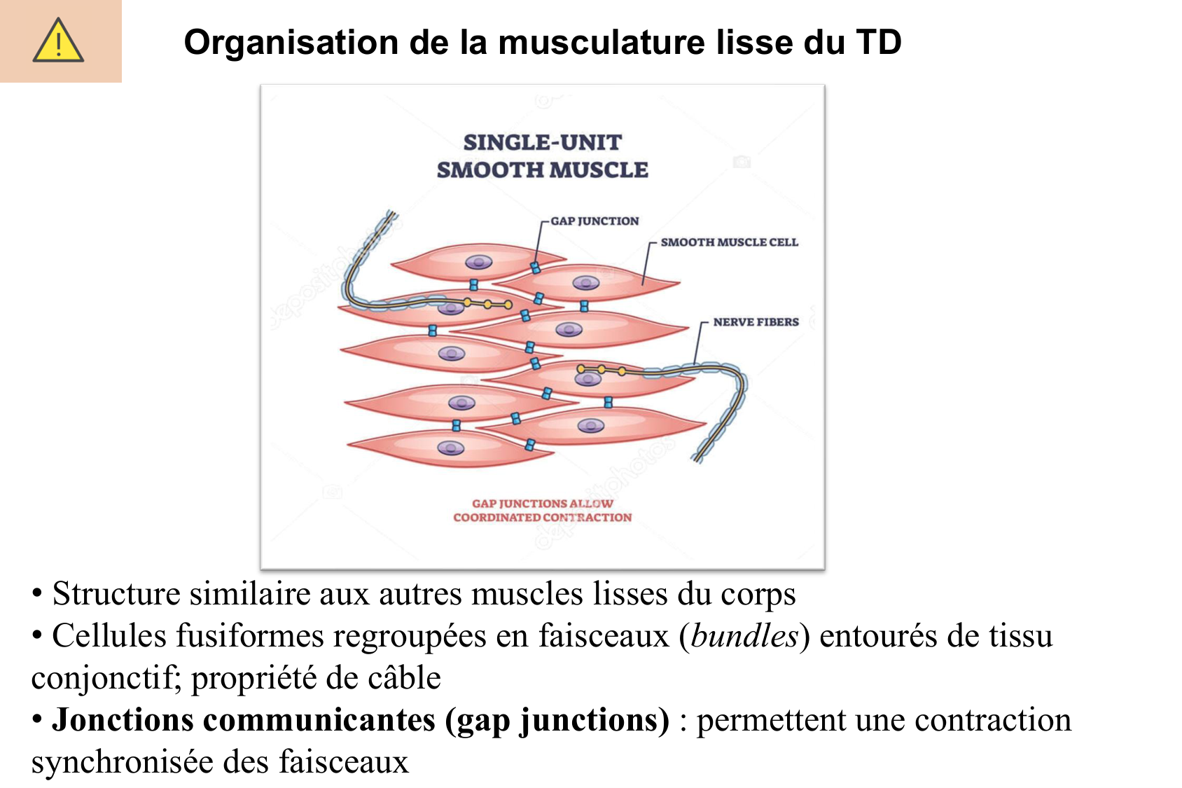 Motilité, transport et flore page 28