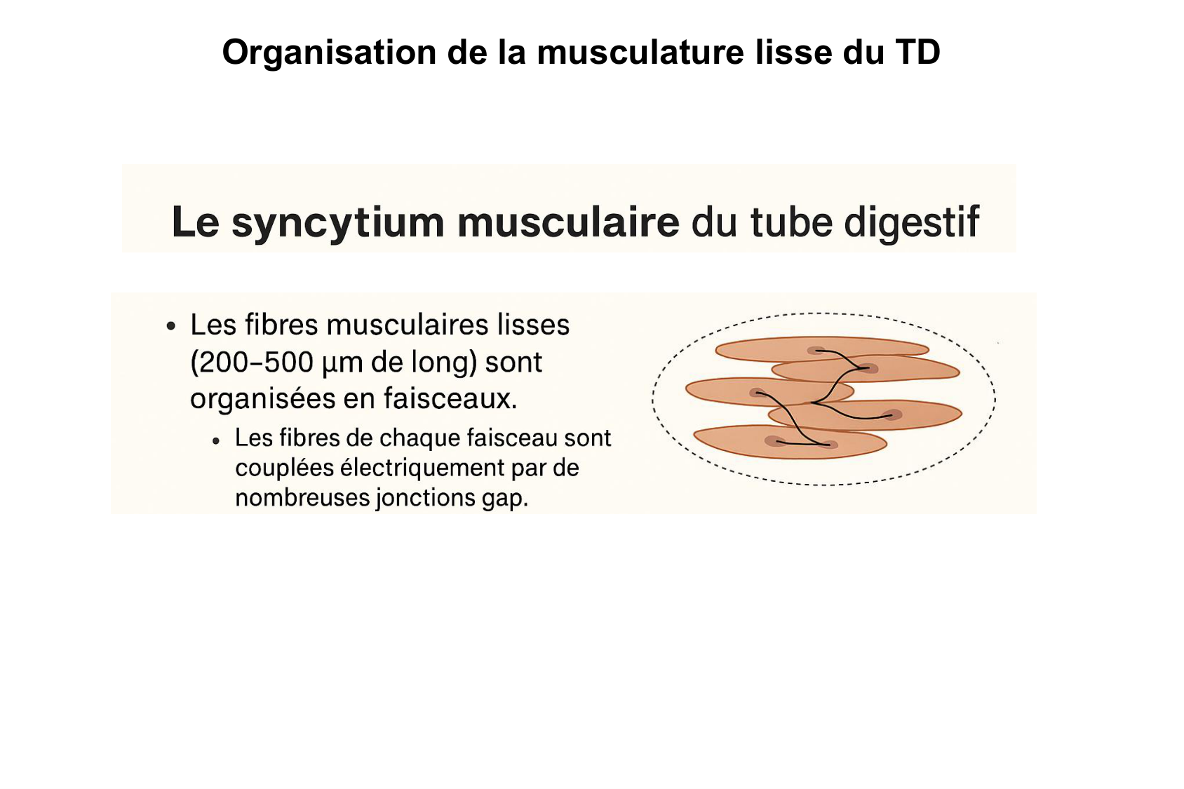 Motilité, transport et flore page 29