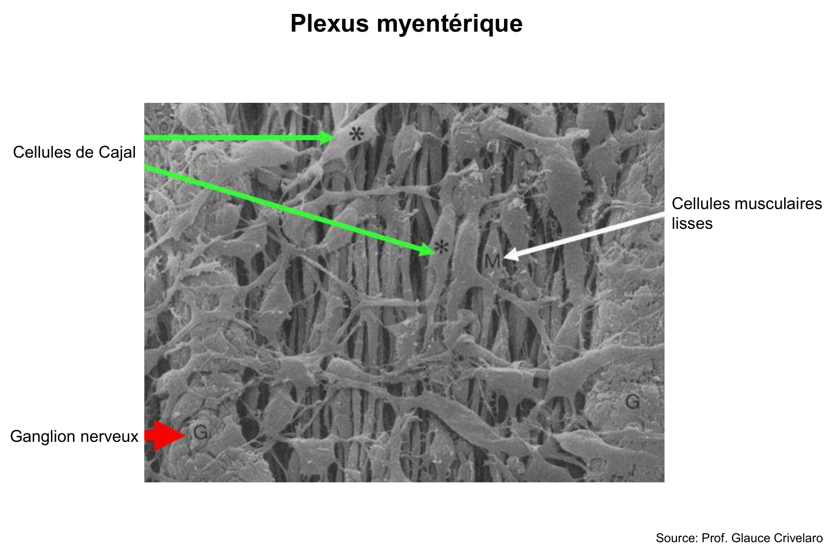 Motilité, transport et flore page 30