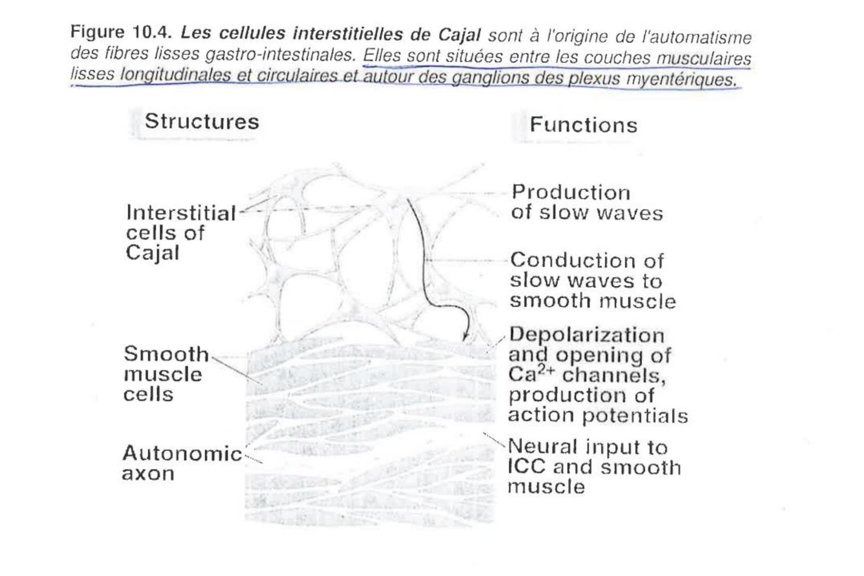 Motilité, transport et flore page 31