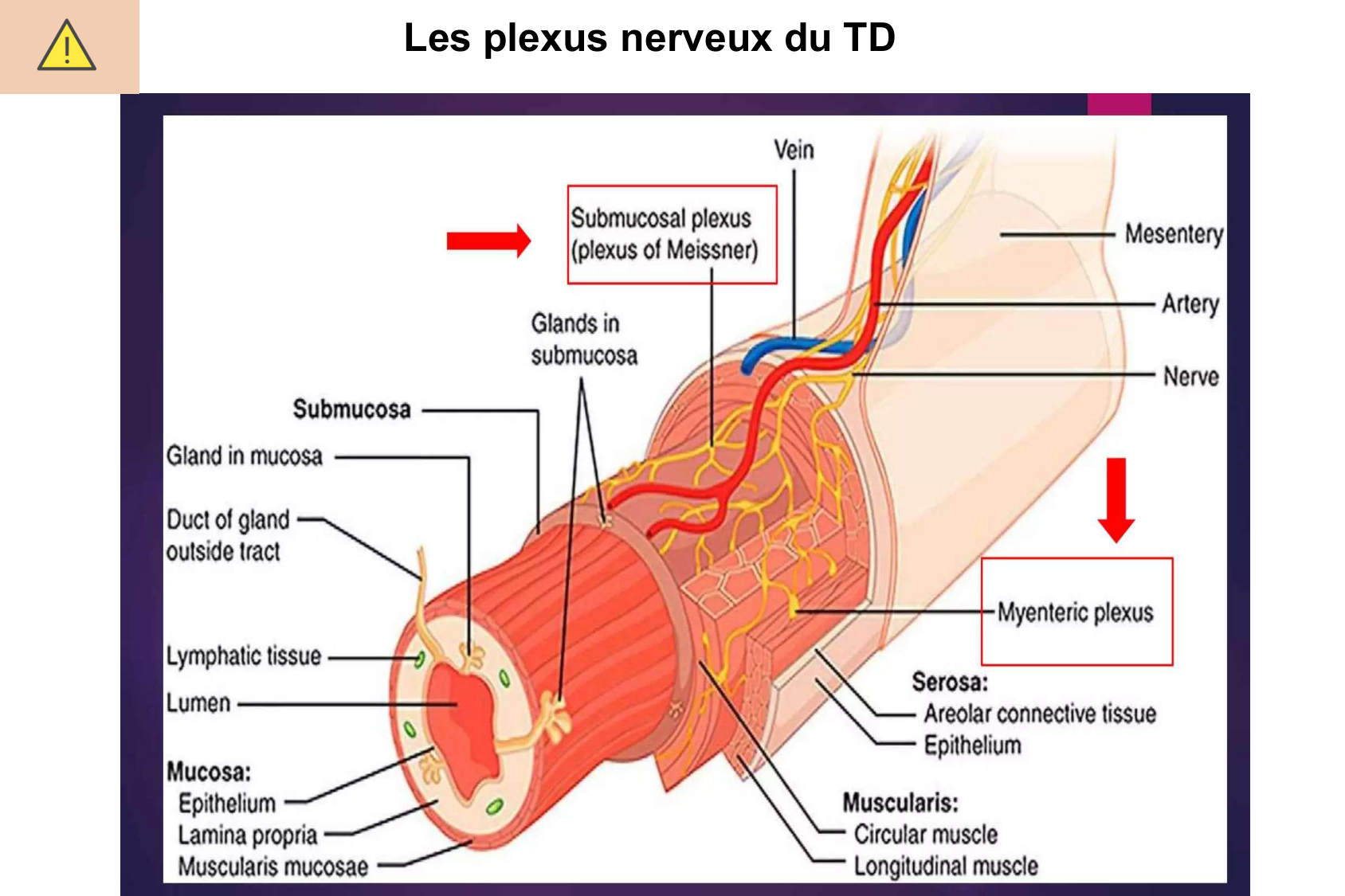 Motilité, transport et flore page 32