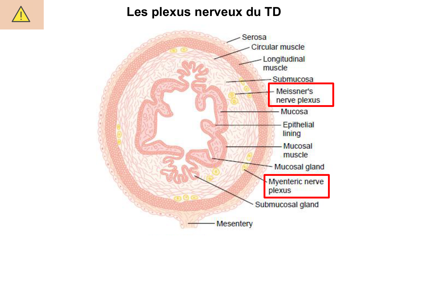Motilité, transport et flore page 33