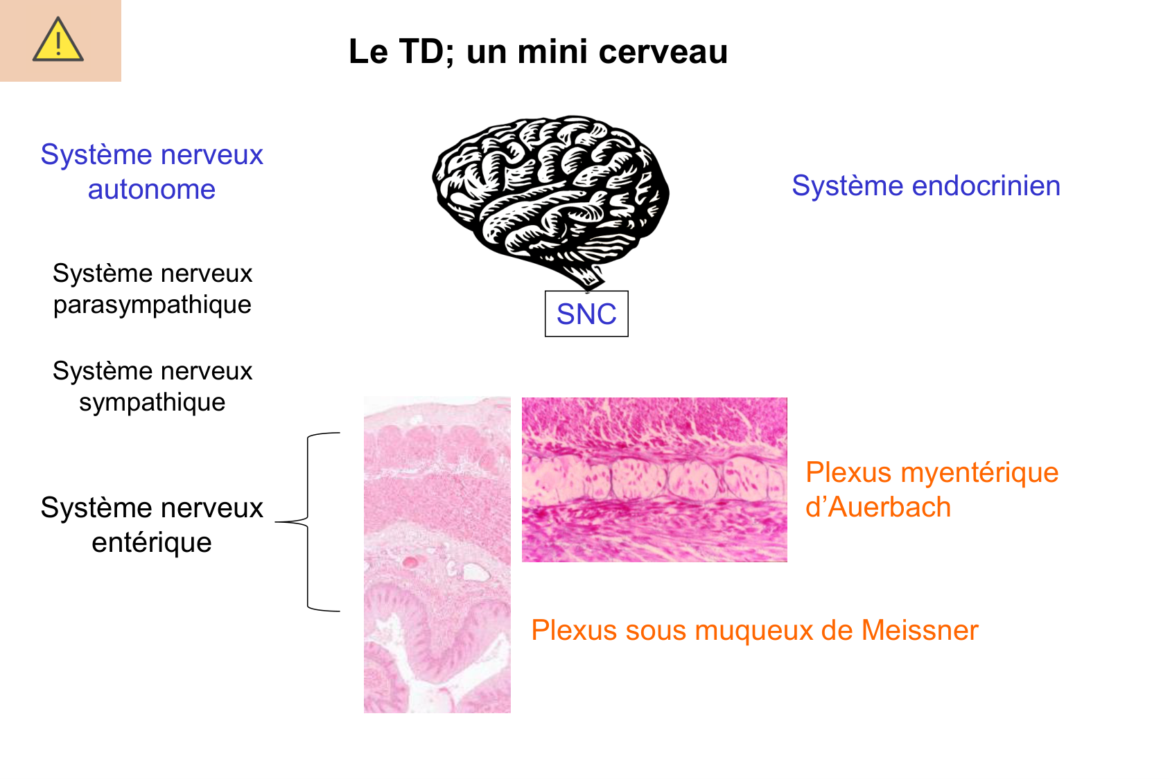 Motilité, transport et flore page 34