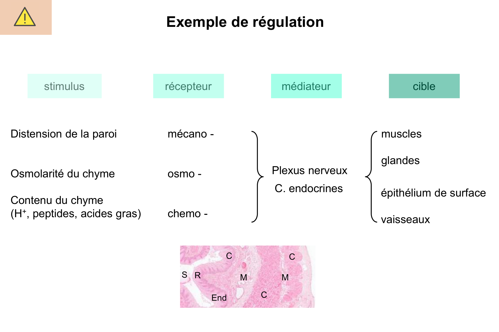 Motilité, transport et flore page 36