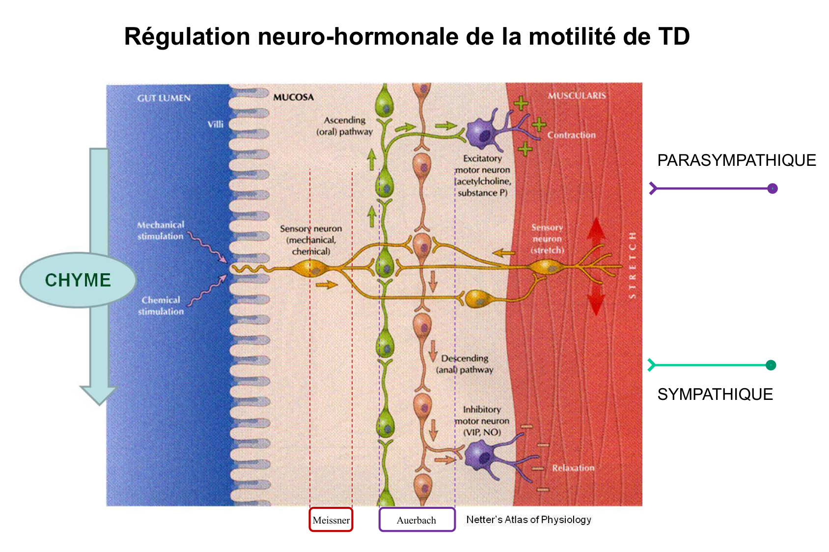Motilité, transport et flore page 37