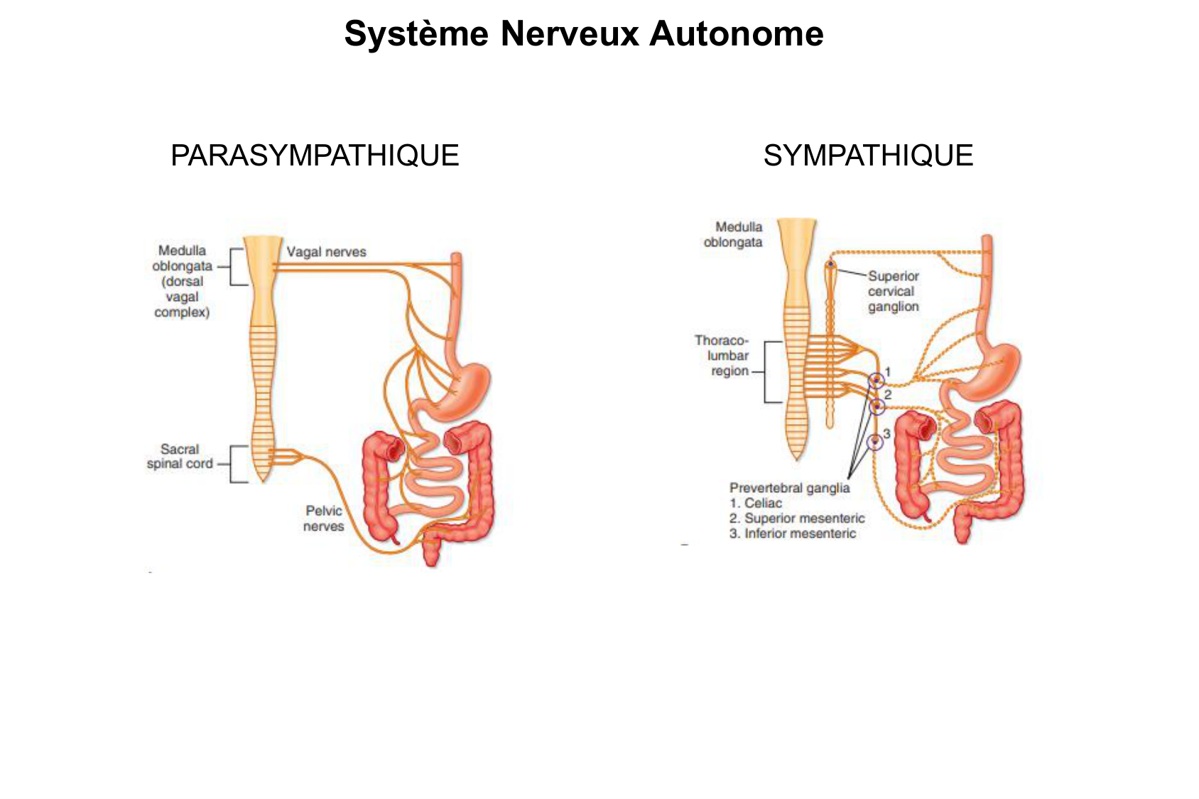 Motilité, transport et flore page 39