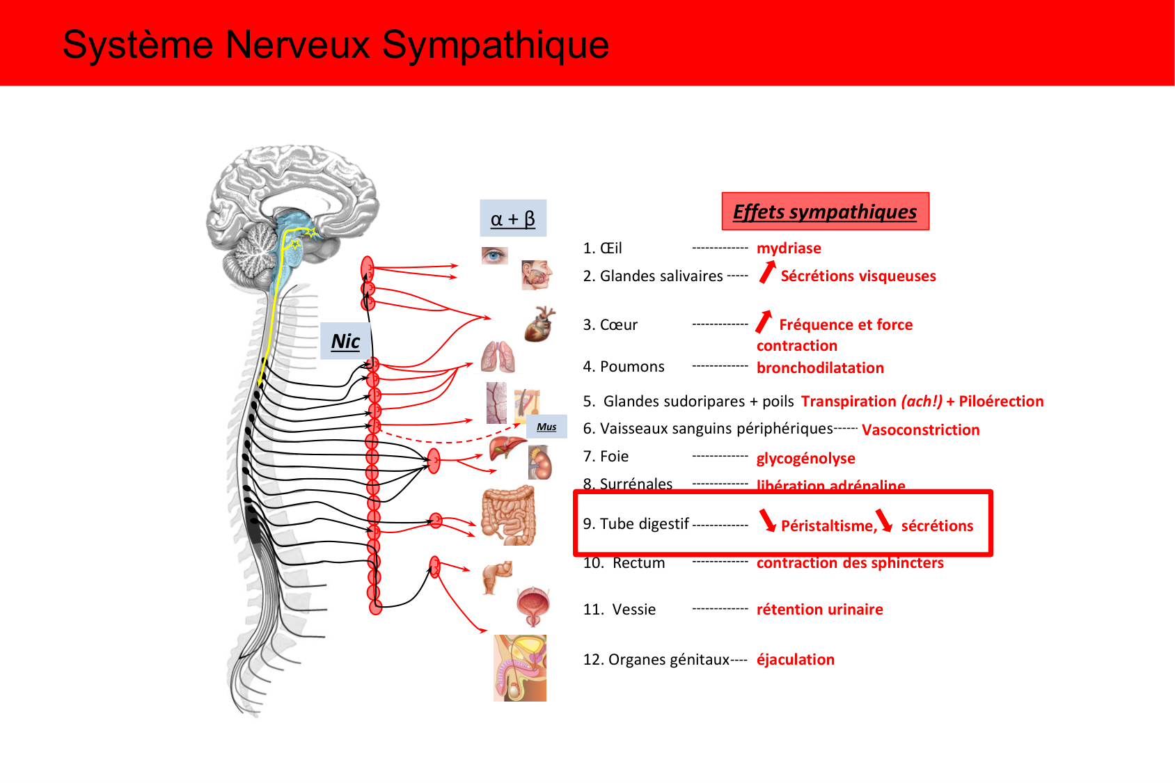 Motilité, transport et flore page 40