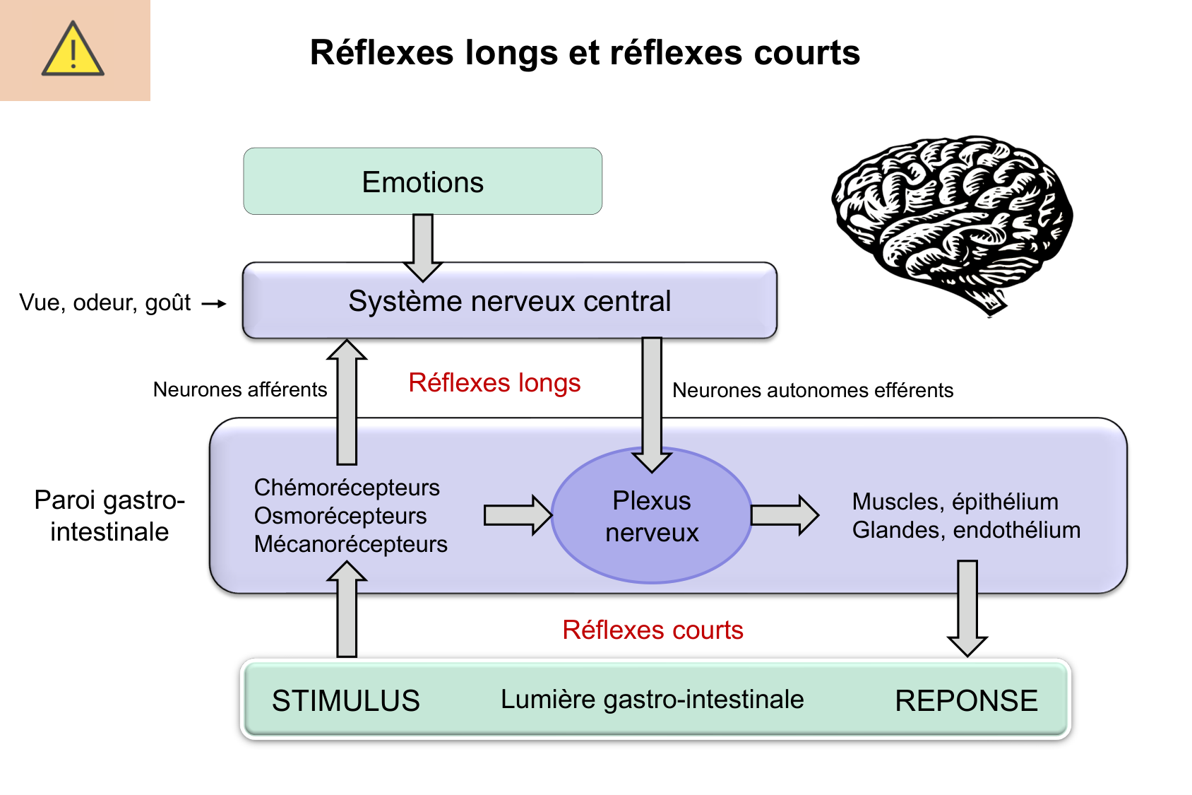 Motilité, transport et flore page 42