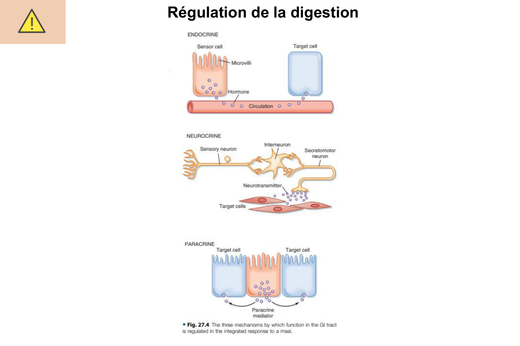 Motilité, transport et flore page 46