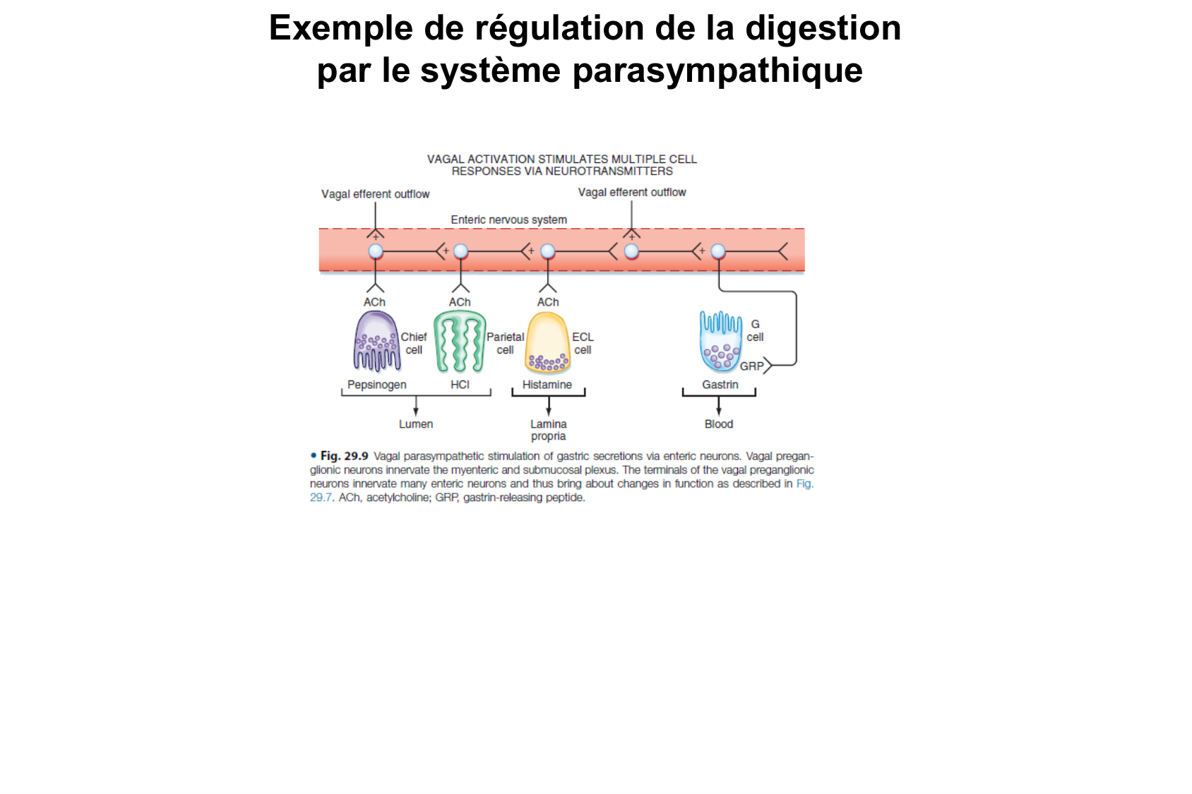 Motilité, transport et flore page 47