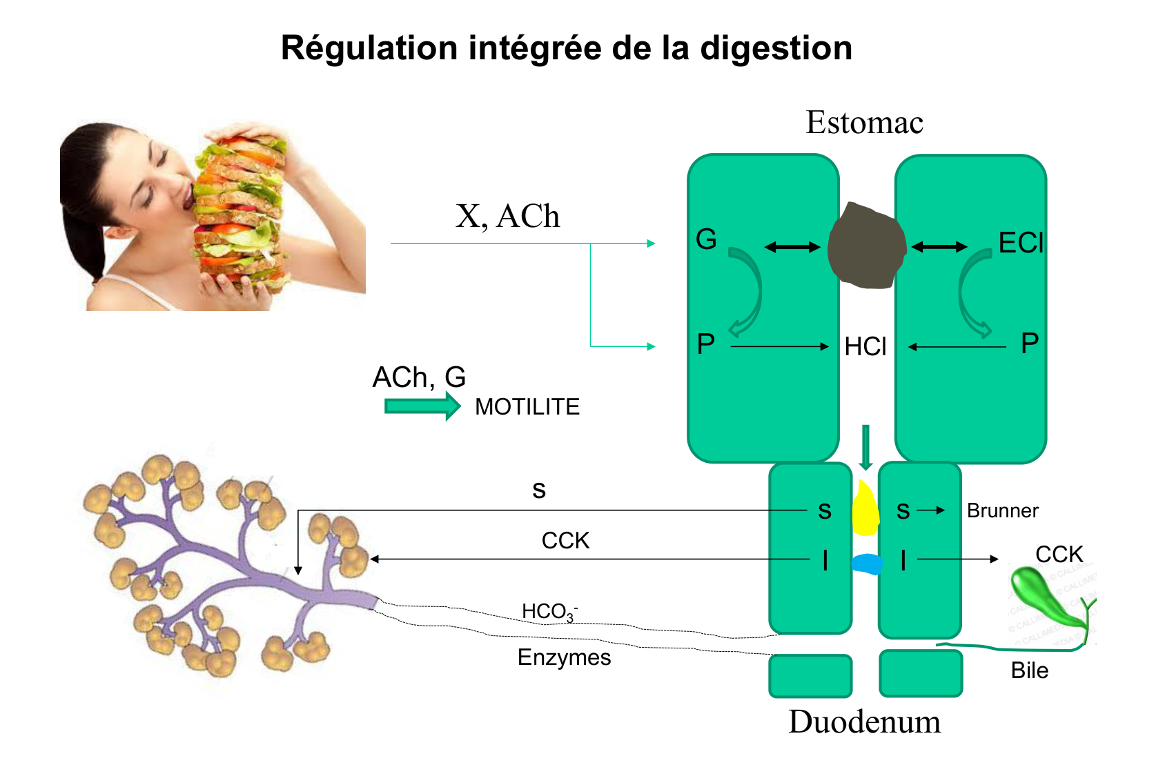 Motilité, transport et flore page 48