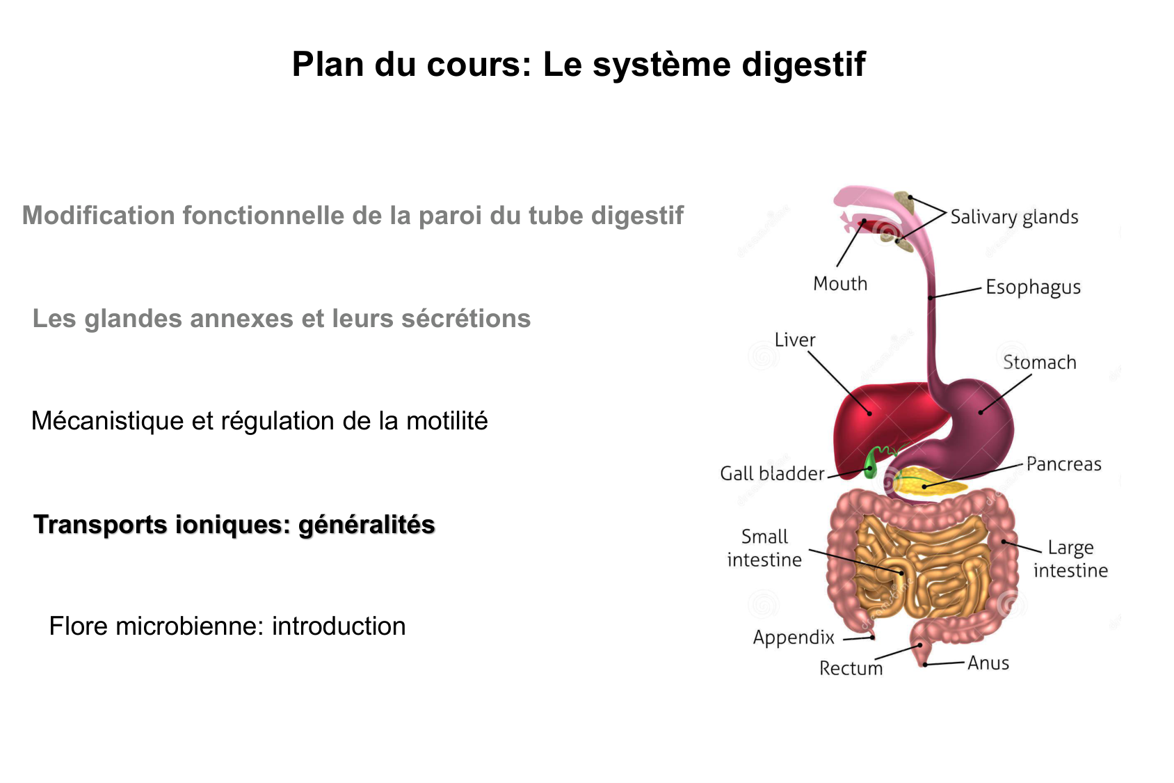 Motilité, transport et flore page 49