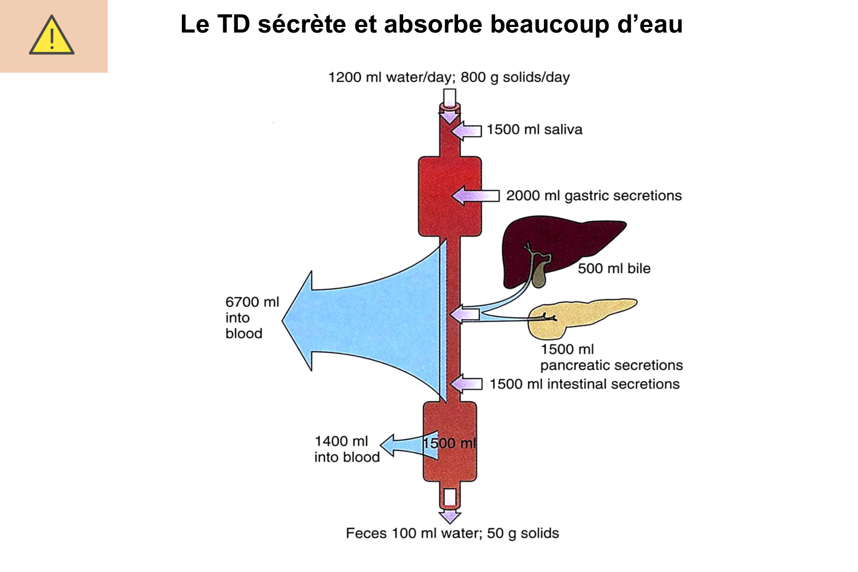 Motilité, transport et flore page 54