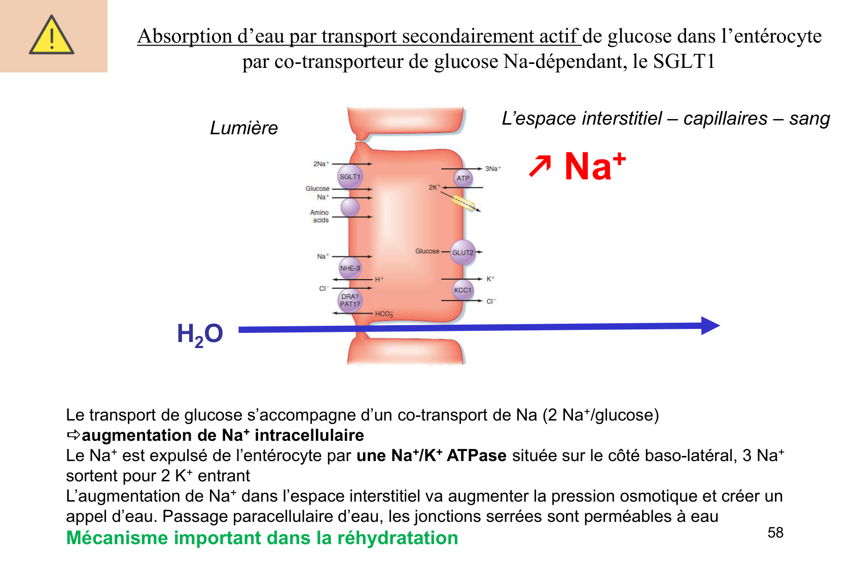 Motilité, transport et flore page 58