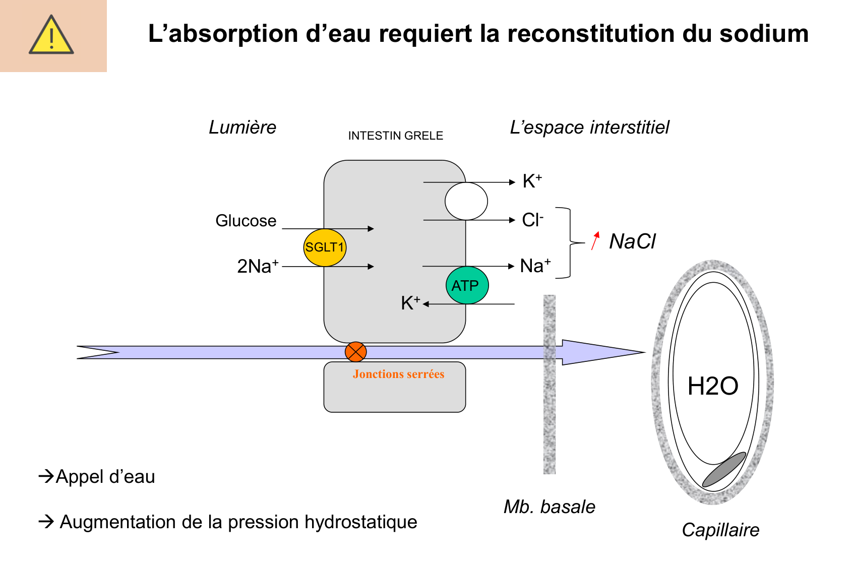 Motilité, transport et flore page 59