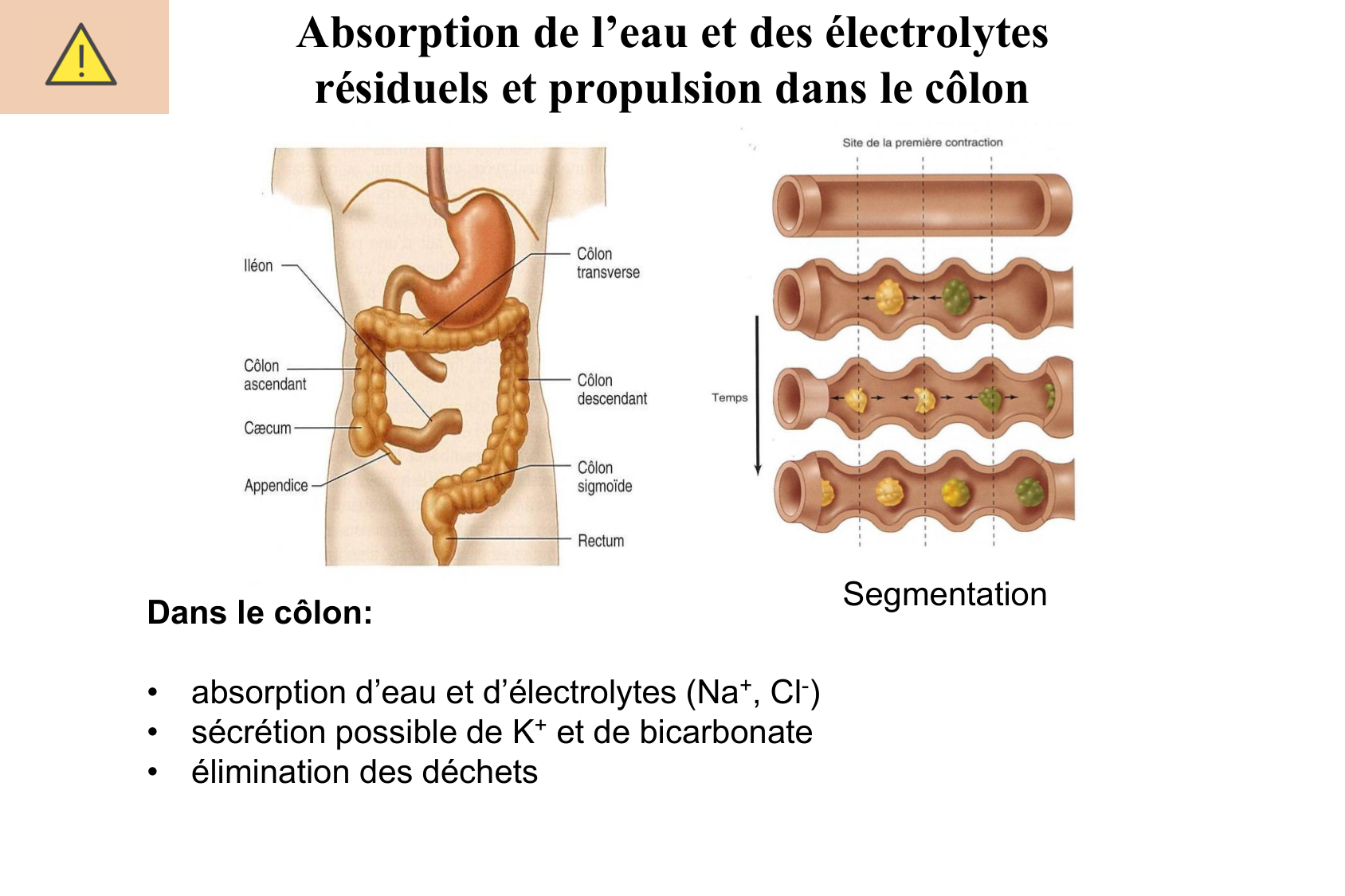 Motilité, transport et flore page 62