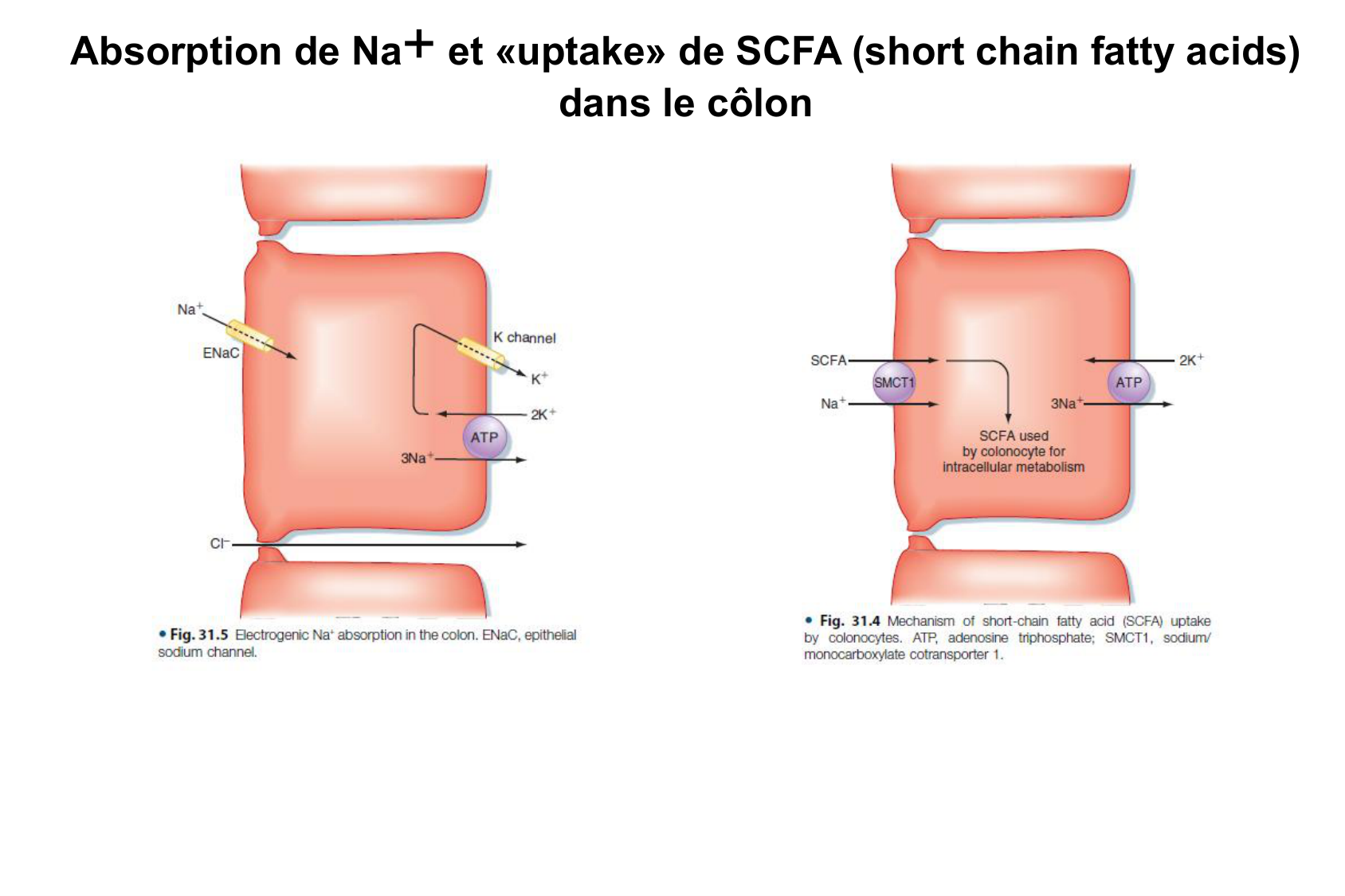 Motilité, transport et flore page 63