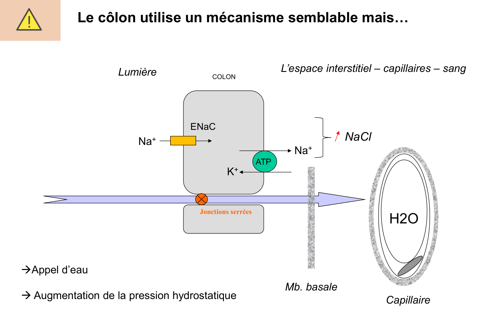 Motilité, transport et flore page 64