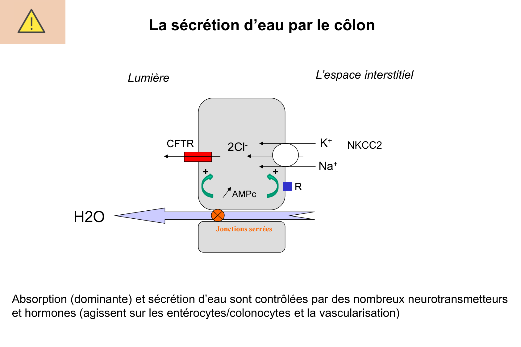 Motilité, transport et flore page 65