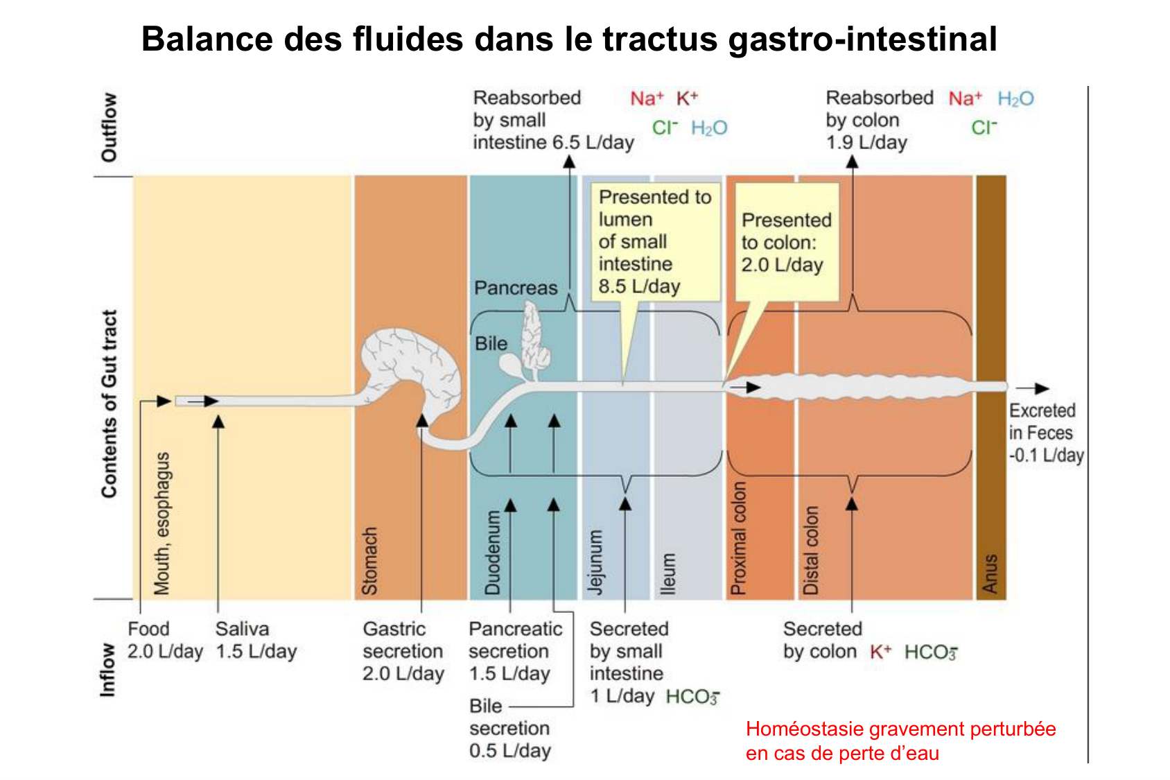 Motilité, transport et flore page 66