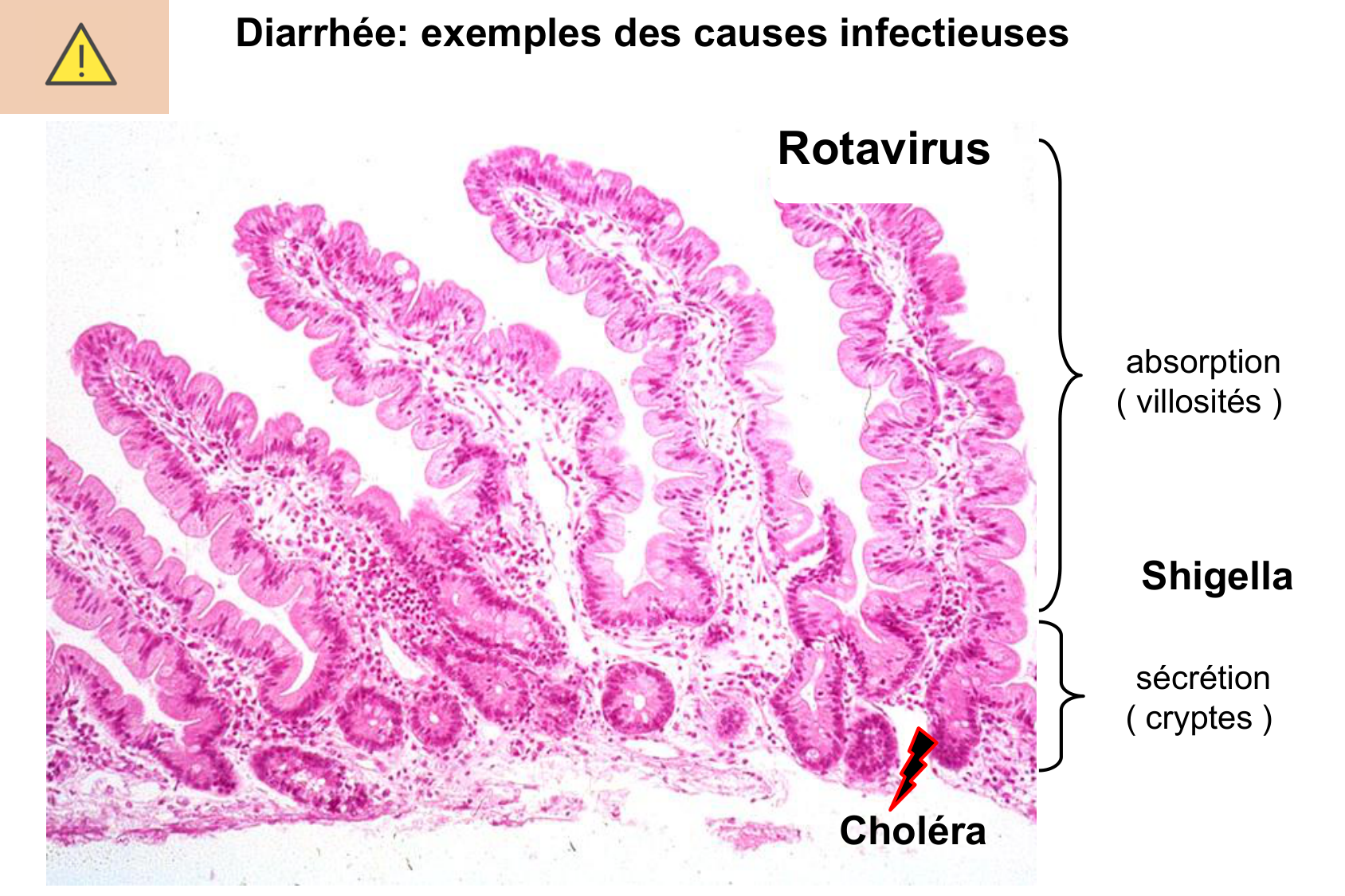 Motilité, transport et flore page 70