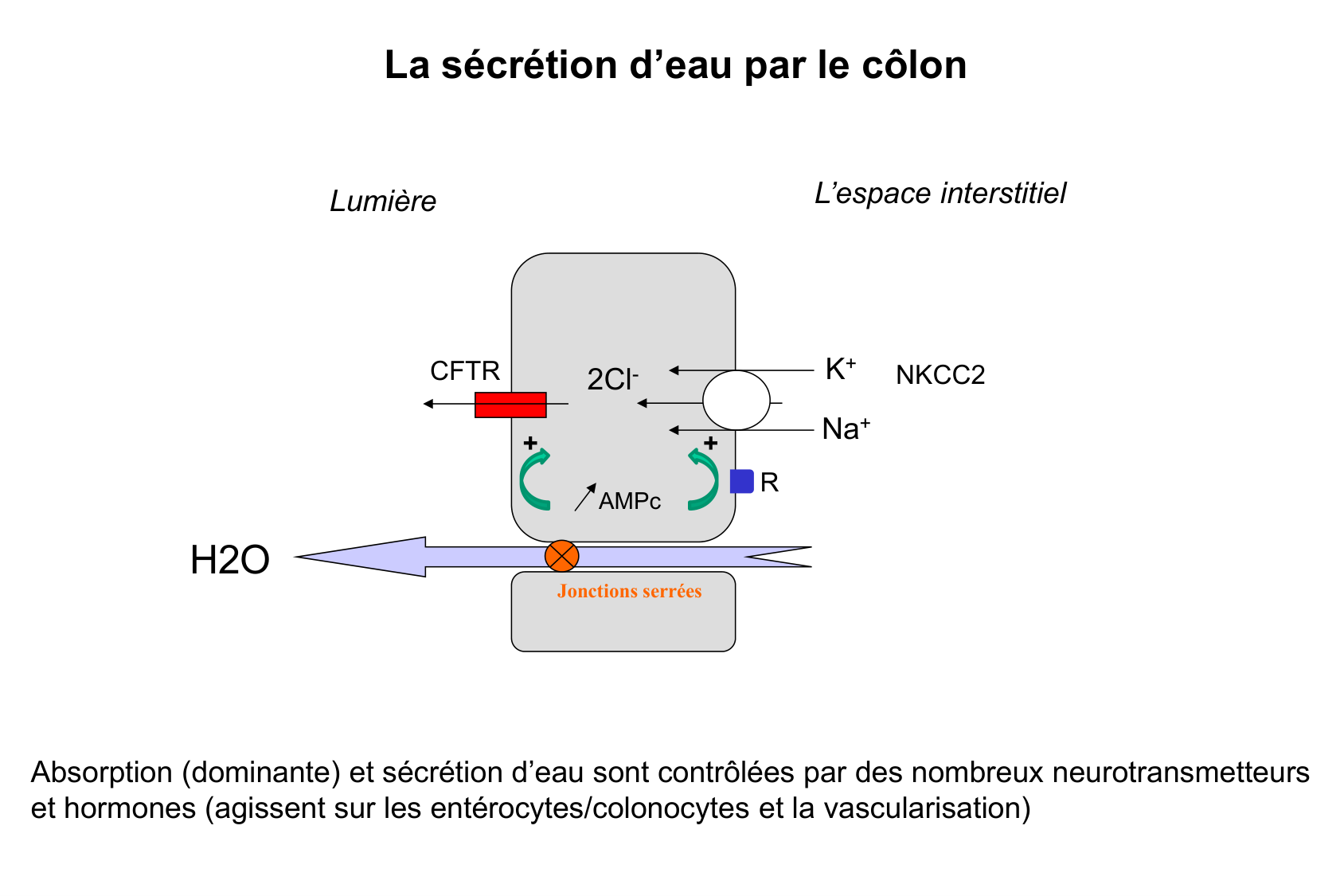 Motilité, transport et flore page 71