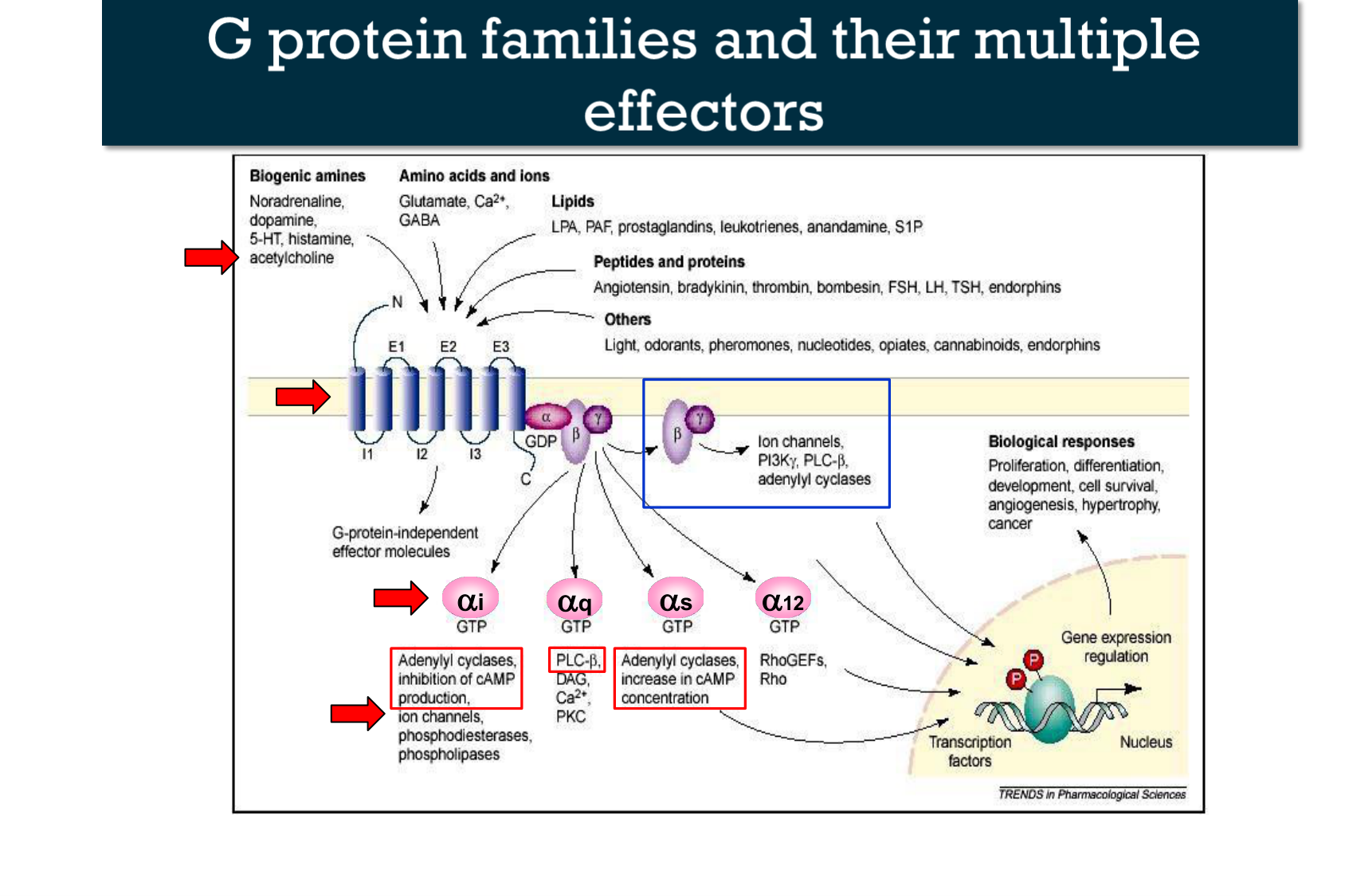 Motilité, transport et flore page 72